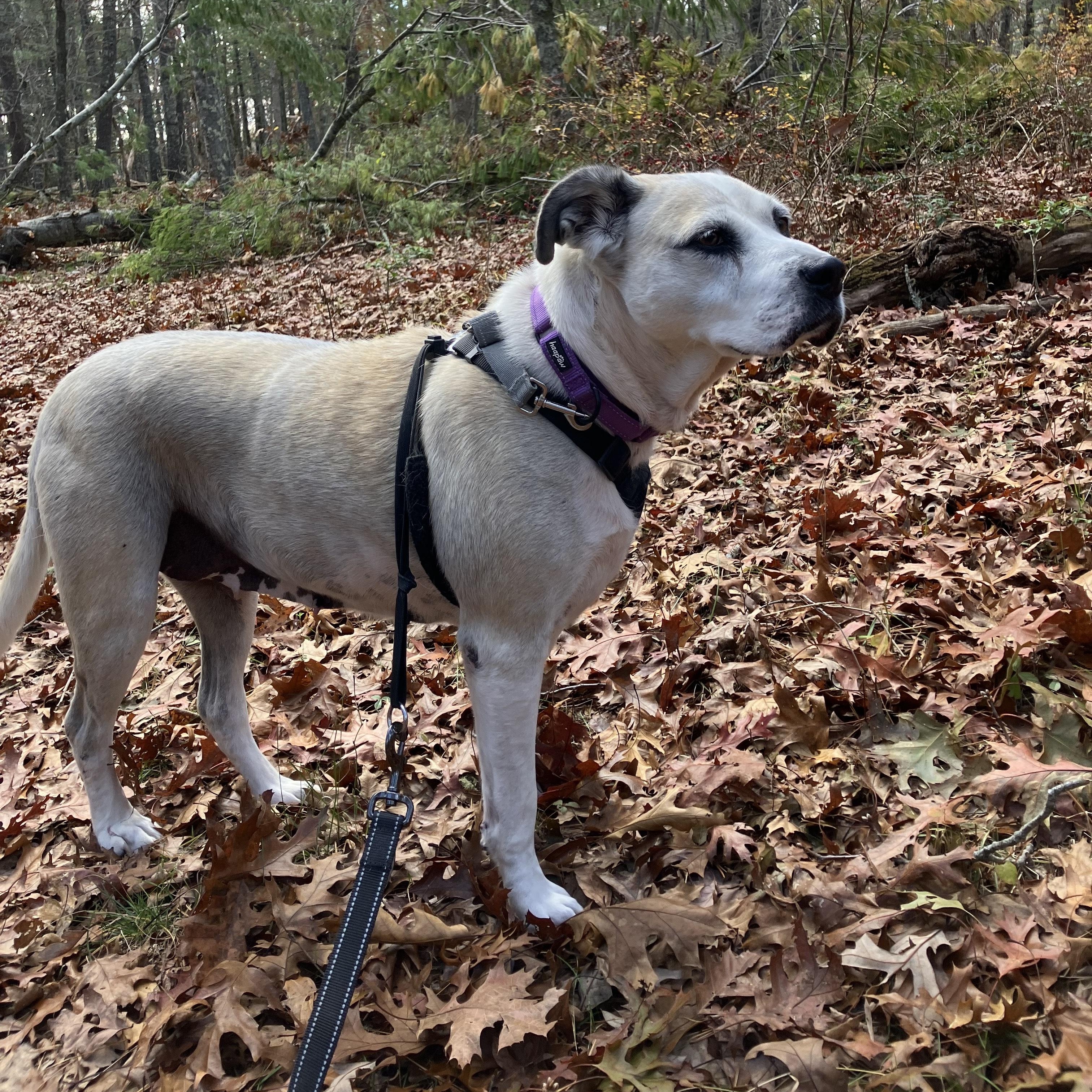 Suzu, an adopted Mixed Breed in New Bedford, MA image 3/4
