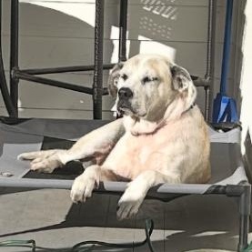 Suzu, an adopted Mixed Breed in New Bedford, MA image 4/4