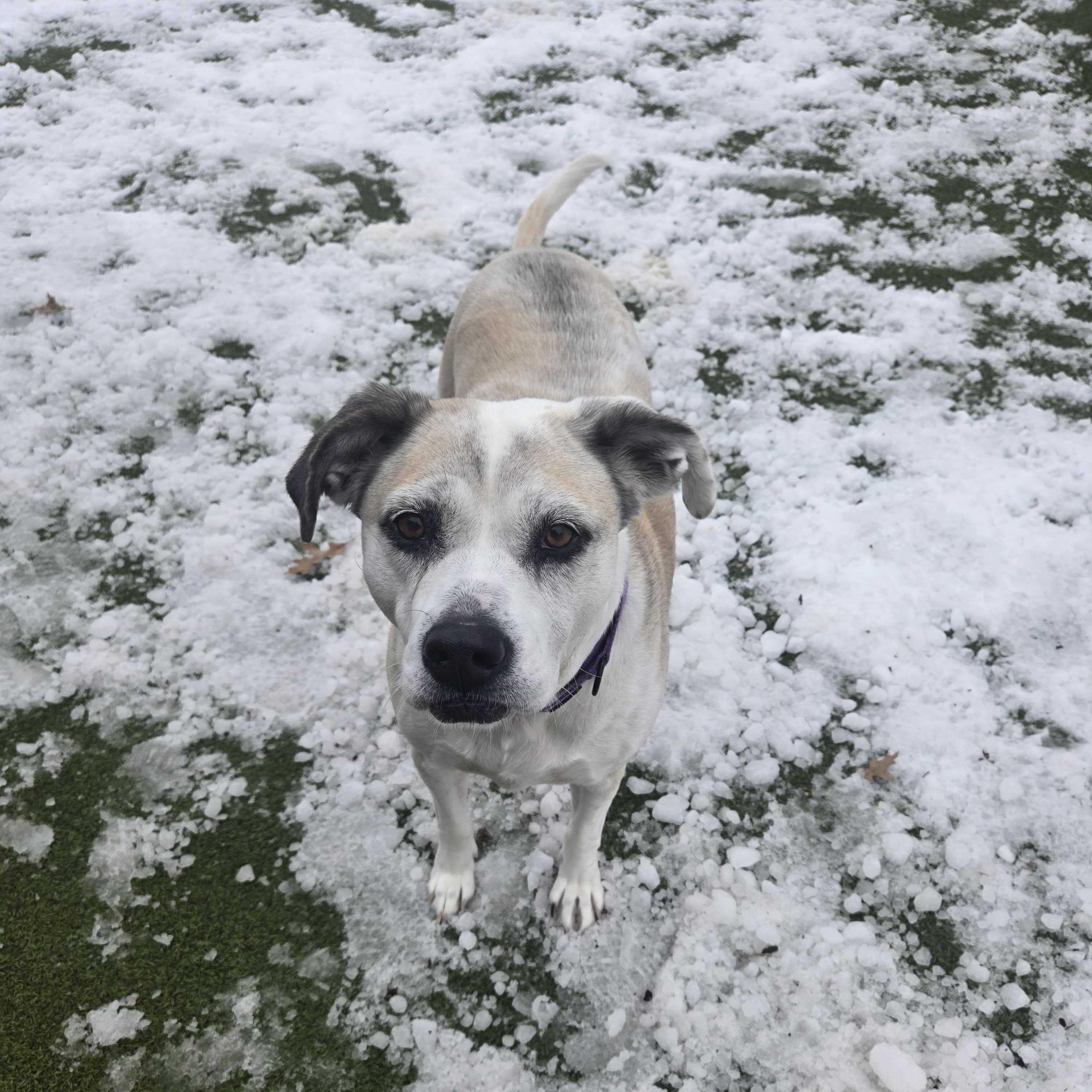 Suzu, an adopted Mixed Breed in New Bedford, MA image 1/4