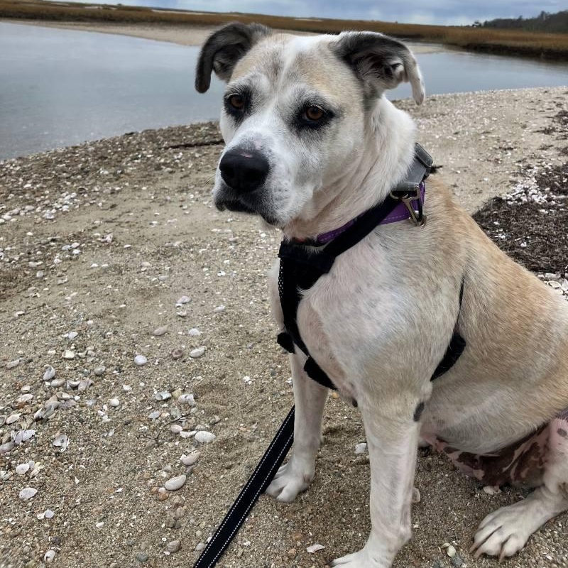 Suzu, an adopted Mixed Breed in New Bedford, MA image 2/4