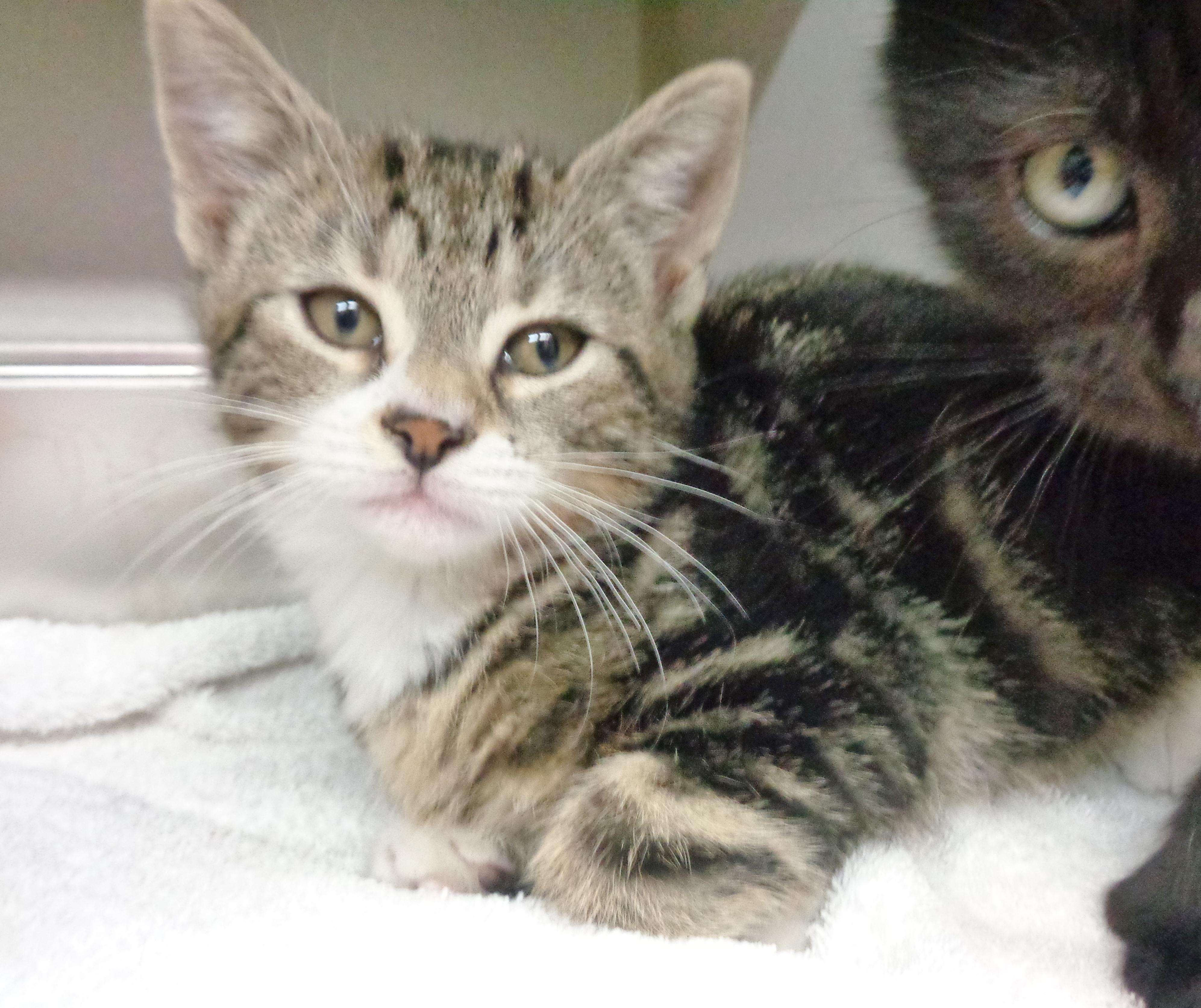 GREEN BEAN CASSEROLE