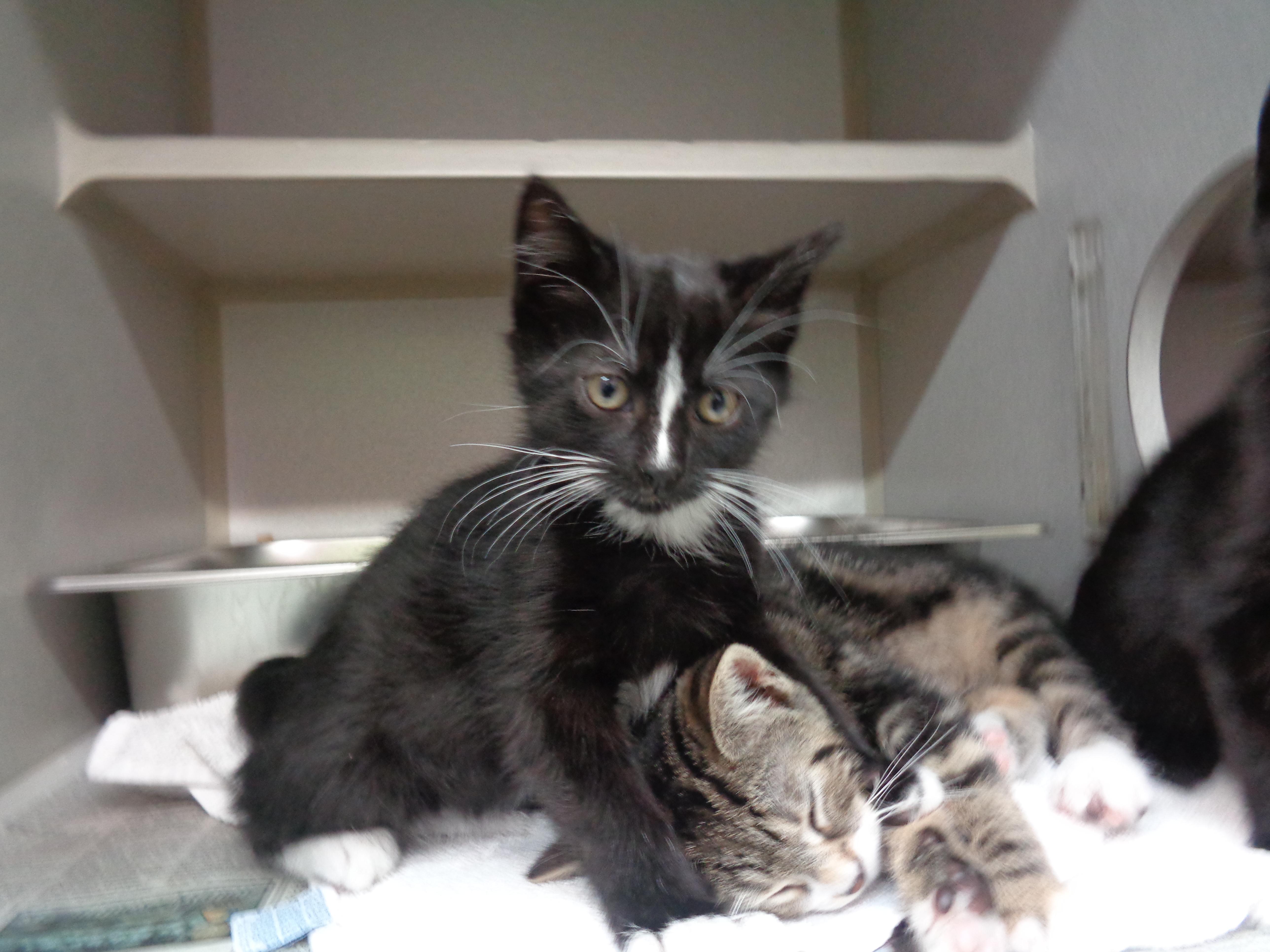 GREEN BEAN CASSEROLE