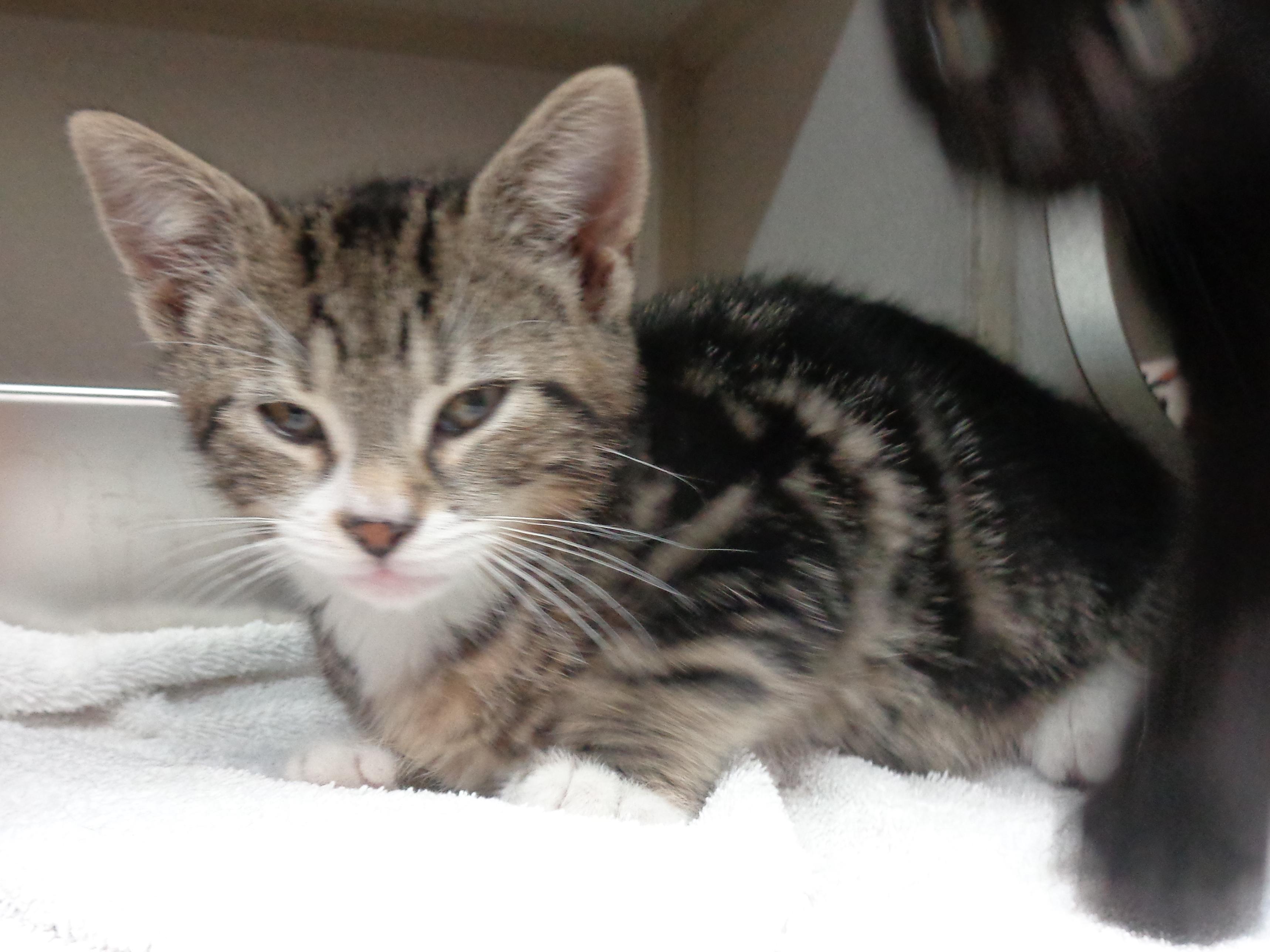 GREEN BEAN CASSEROLE