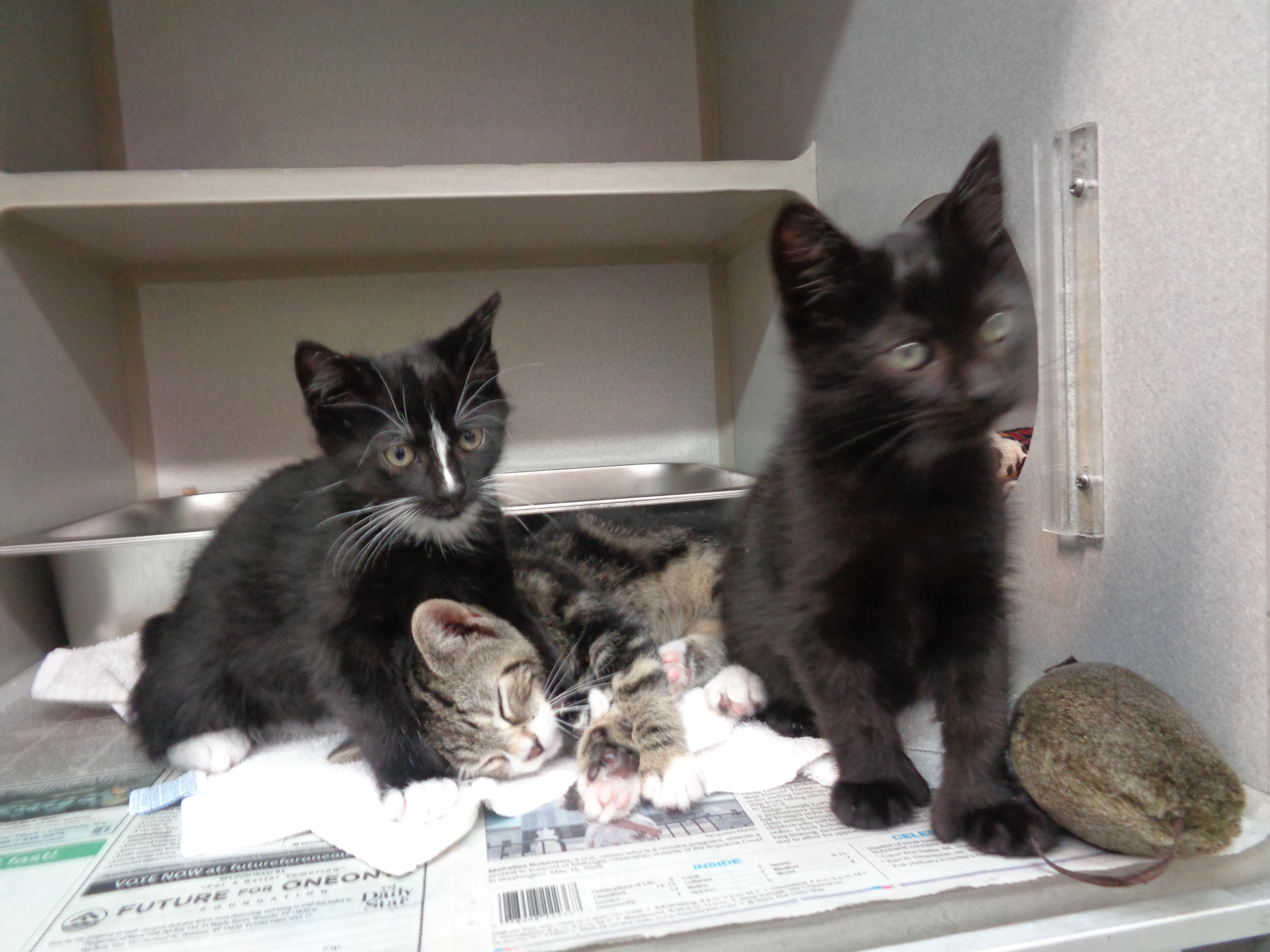 GREEN BEAN CASSEROLE