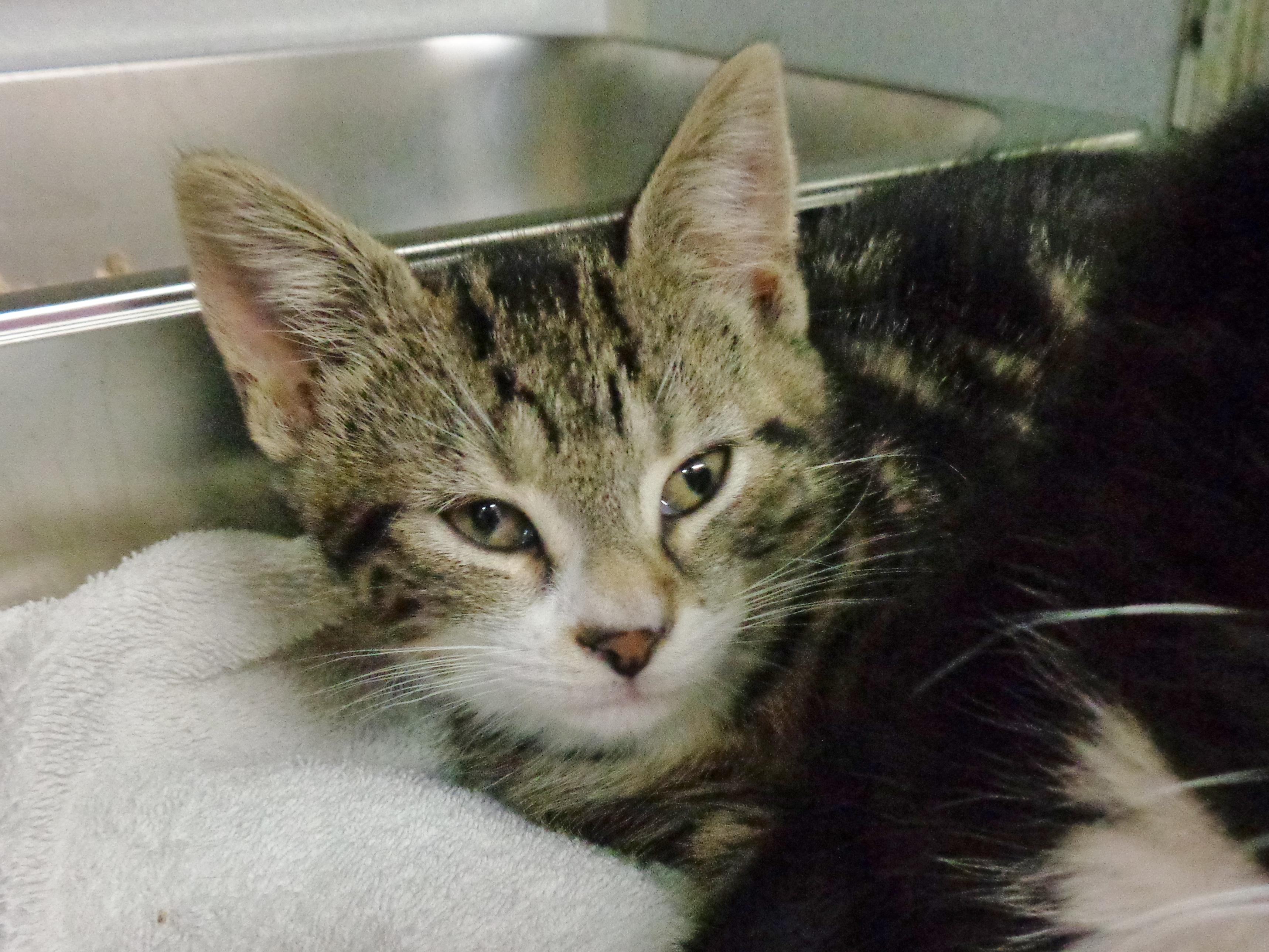 GREEN BEAN CASSEROLE