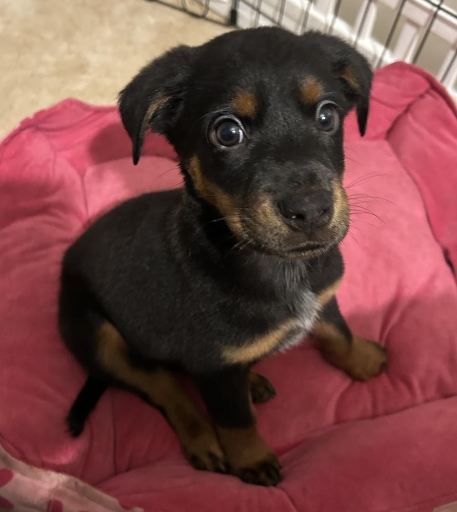 Cortado, ADOPTABLE, Puppy Male Labrador Retriever & Rottweiler.