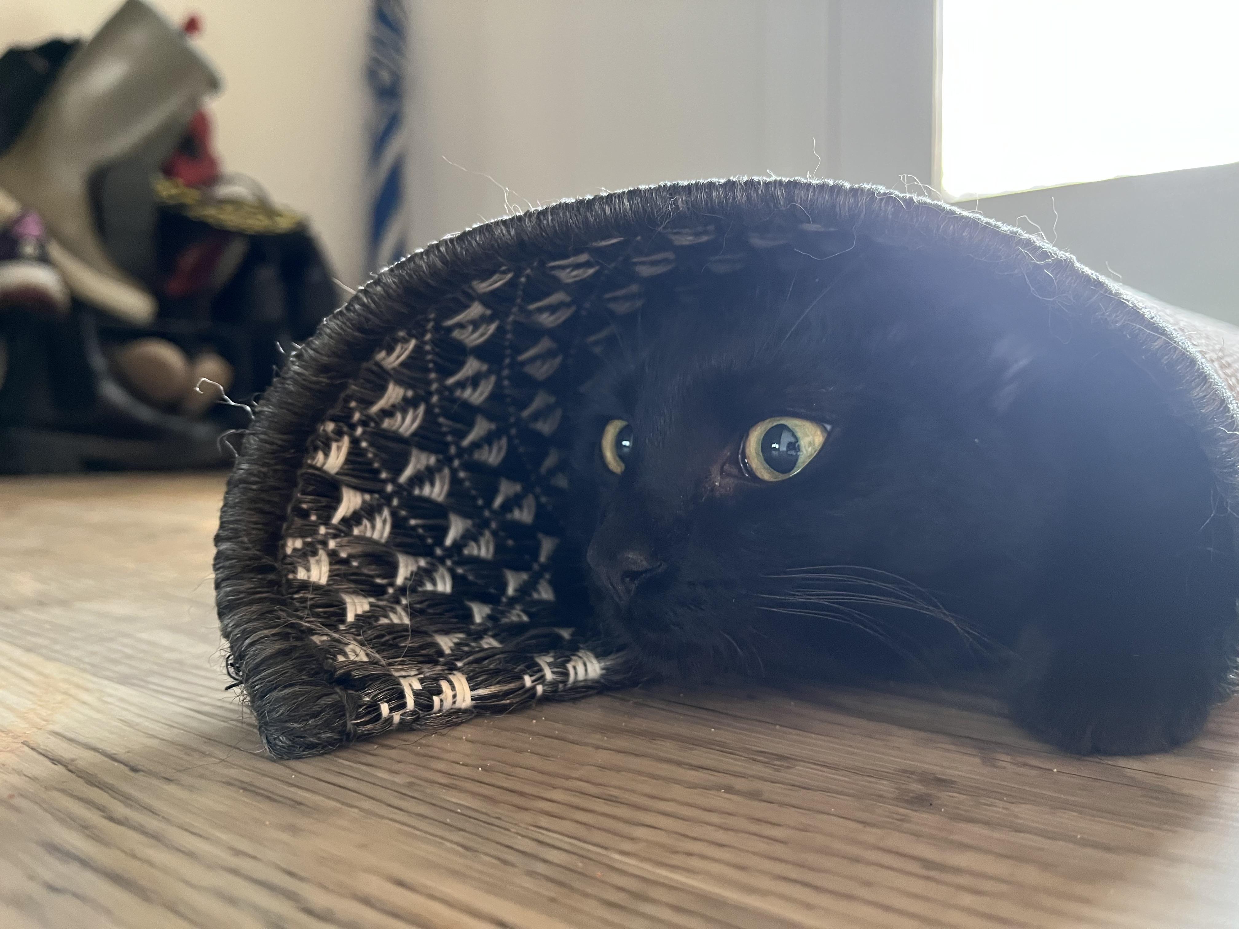 Maple, Adoptable, Kitten Female Domestic Short Hair.