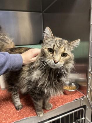 Piper, ADOPTABLE, Adult Female Domestic Long Hair.