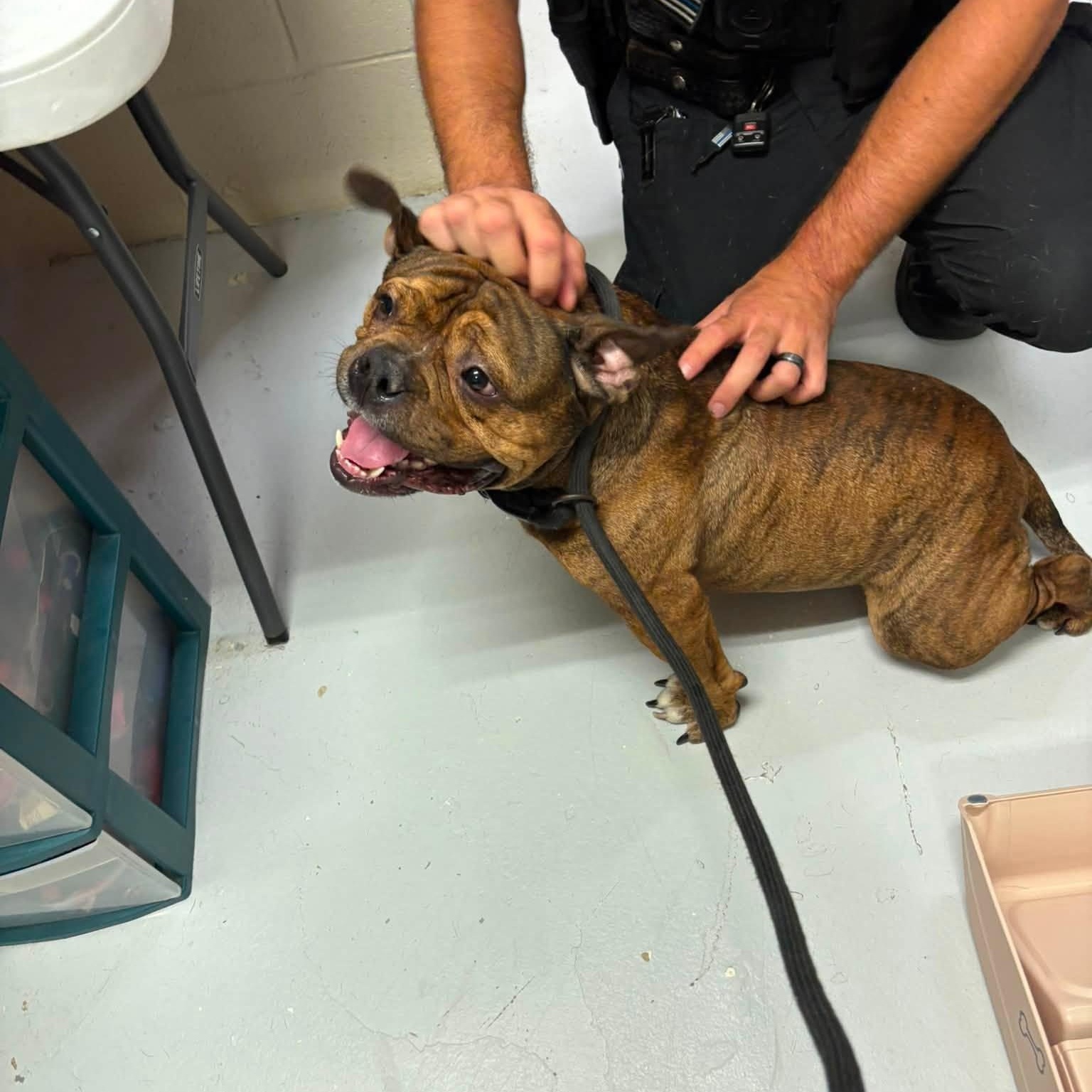 King George, a ADOPTABLE mixed breed in Elberon, VA image 3/3
