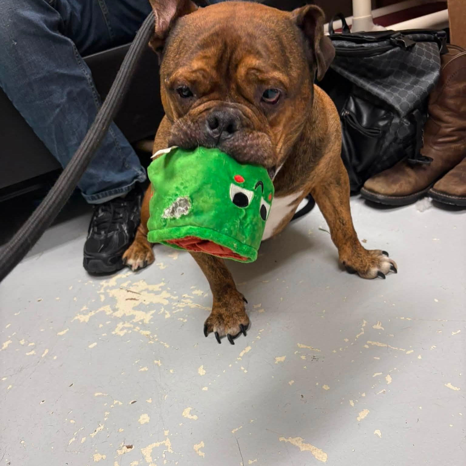 King George, a ADOPTABLE mixed breed in Elberon, VA image 2/3