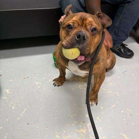 King George, ADOPTABLE, Adult Male American Bulldog.