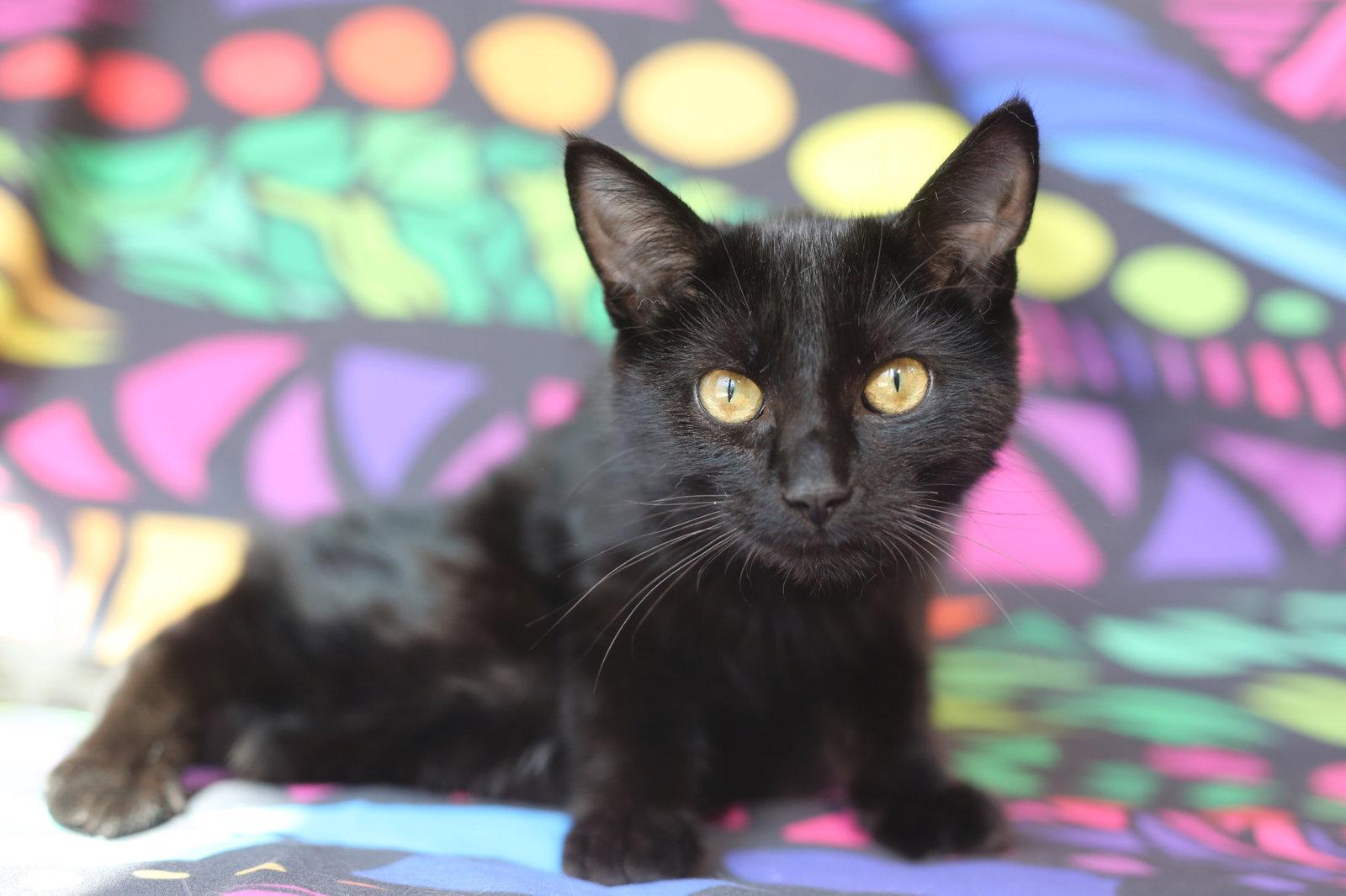 Enlarge Muu (congenitally waddles), a Adoptable Domestic Short Hair in New Prague, MN image 1/3