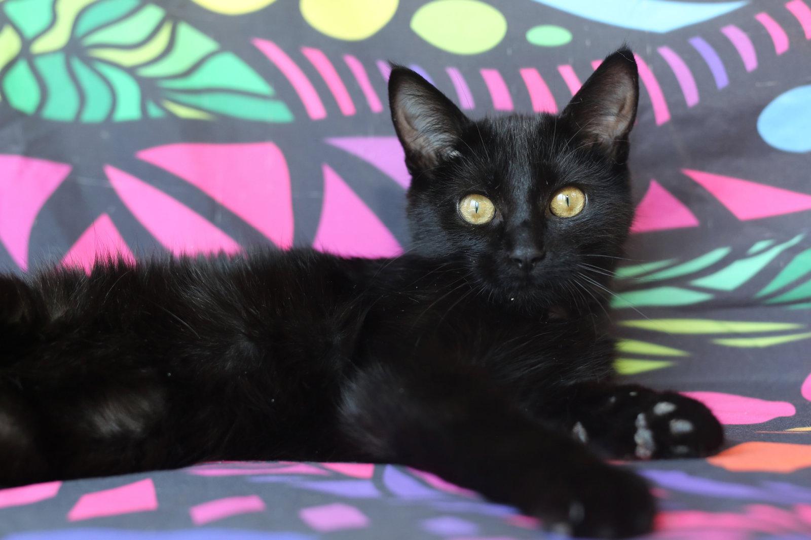 Enlarge Muu (congenitally waddles), a Adoptable Domestic Short Hair in New Prague, MN image 2/3