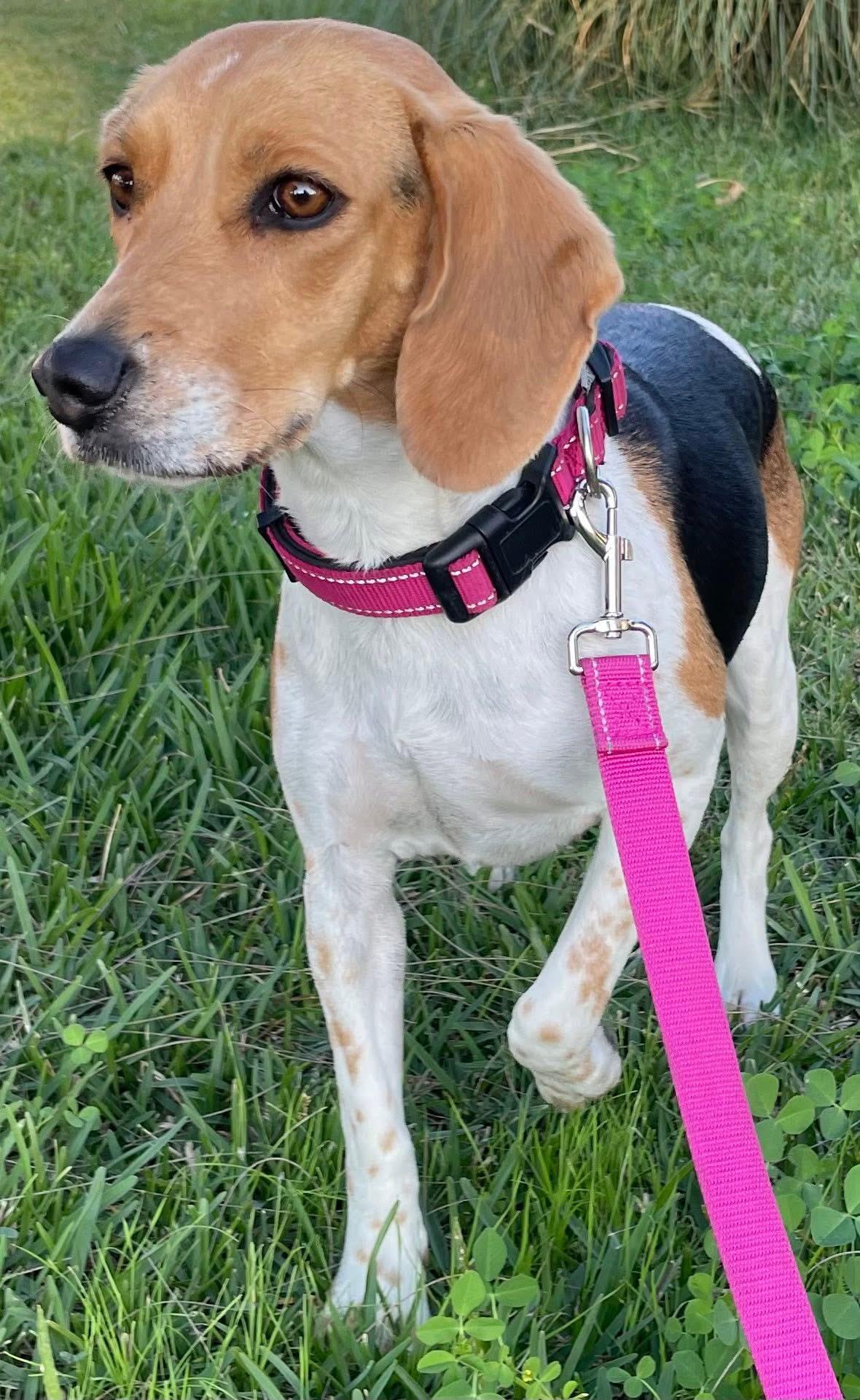 Olivia, ADOPTABLE, Adult Female Beagle.