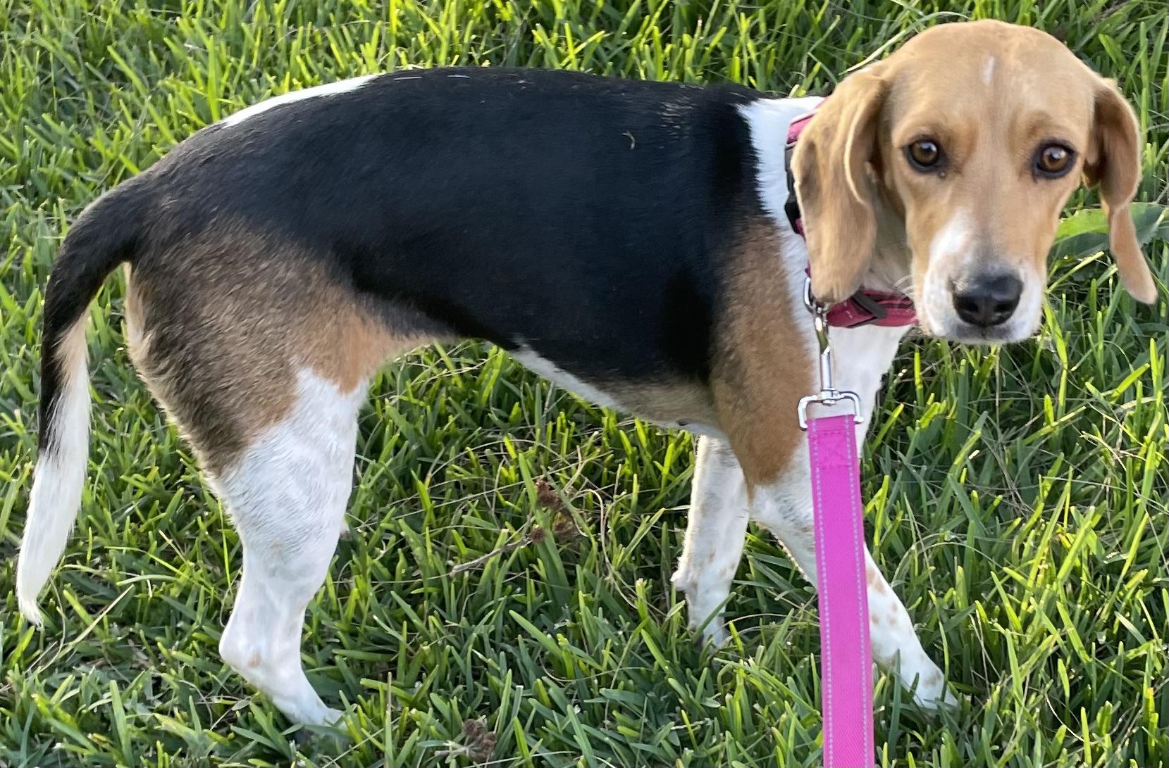 Olivia, a ADOPTABLE Beagle in San Ysidro, CA image 2/6