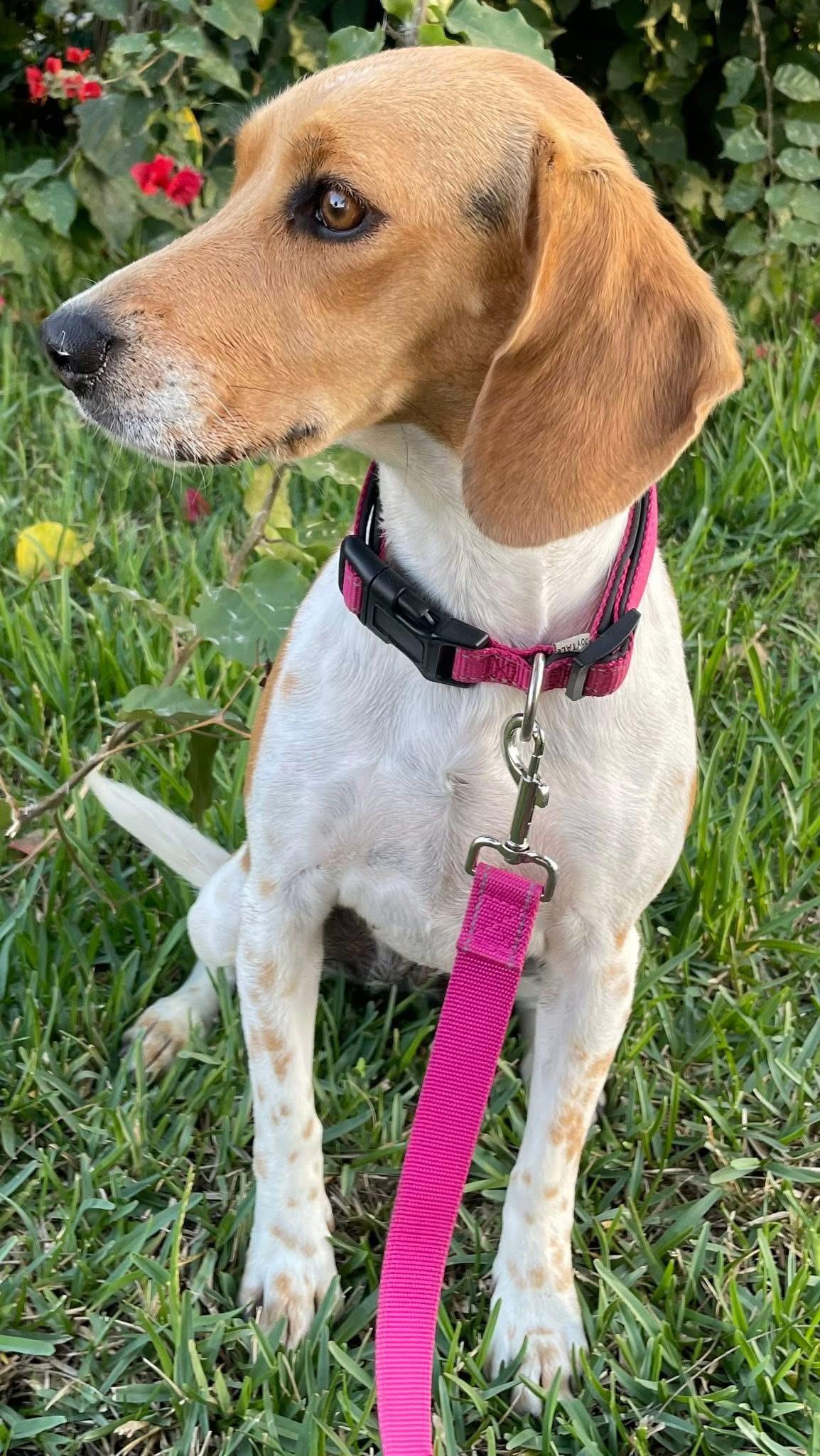 Olivia, a ADOPTABLE Beagle in San Ysidro, CA image 3/6