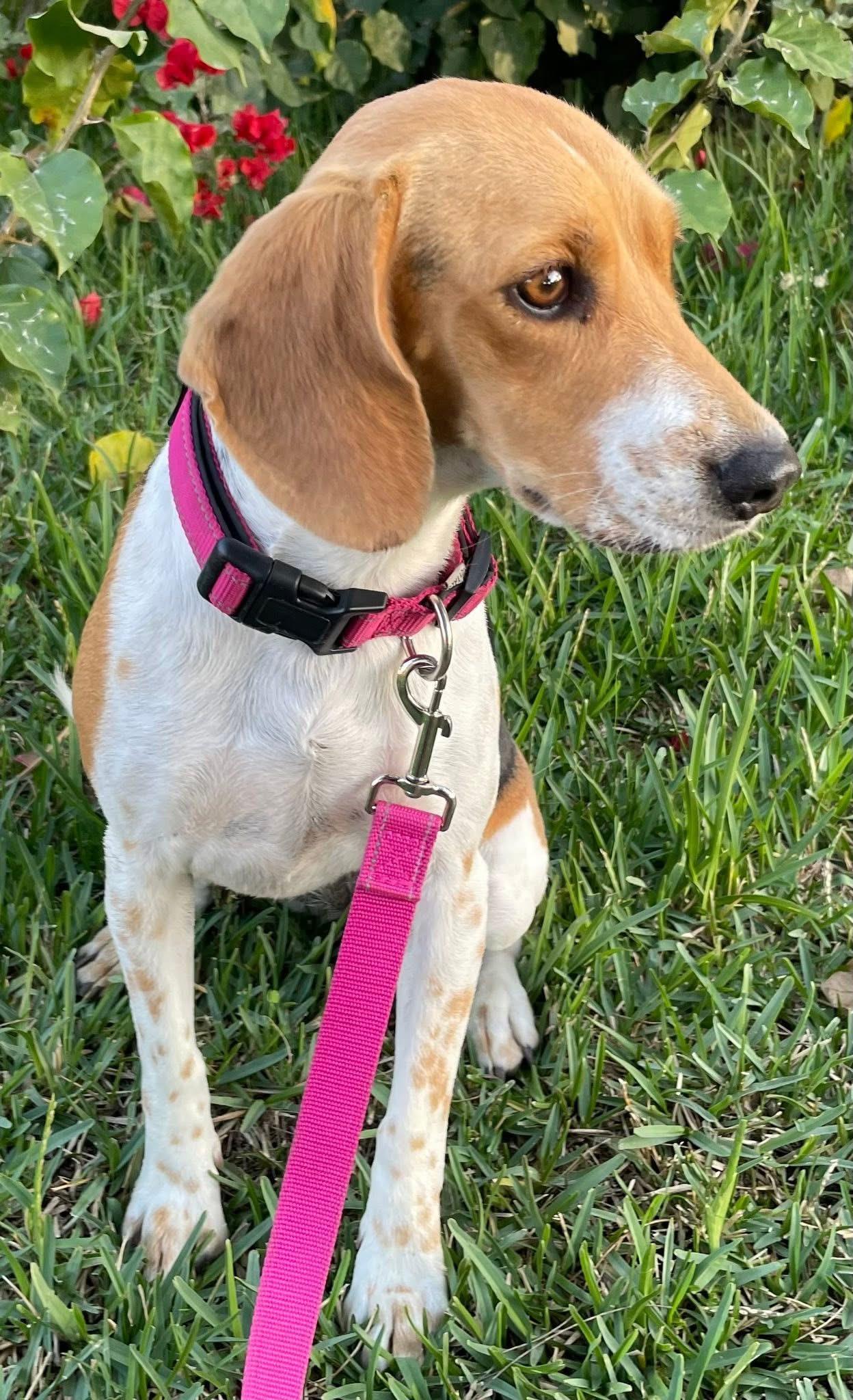 Olivia, a ADOPTABLE Beagle in San Ysidro, CA image 4/6