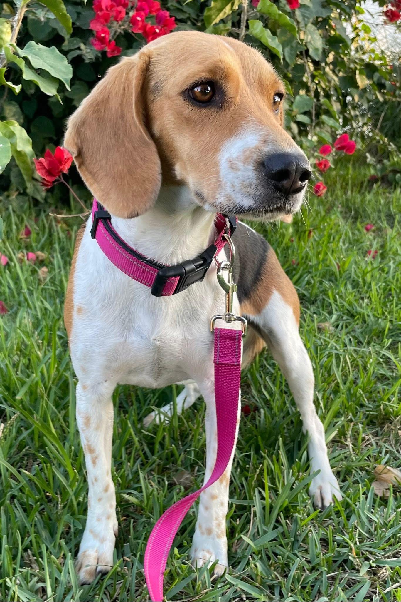 Olivia, a ADOPTABLE Beagle in San Ysidro, CA image 5/6
