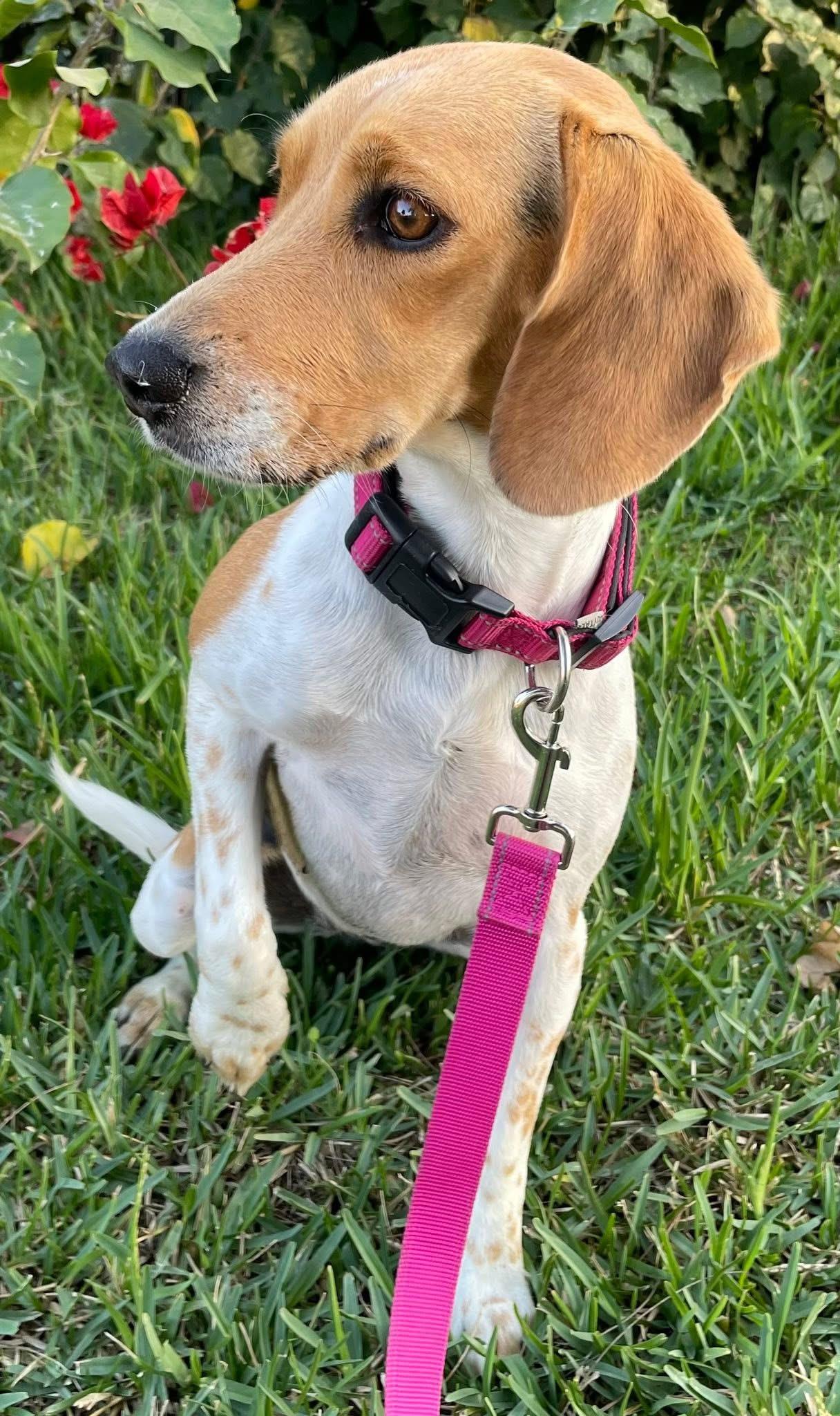 Olivia, a ADOPTABLE Beagle in San Ysidro, CA image 6/6