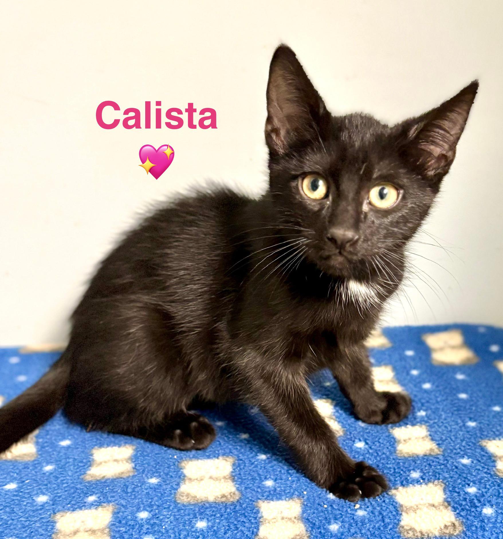 Calista