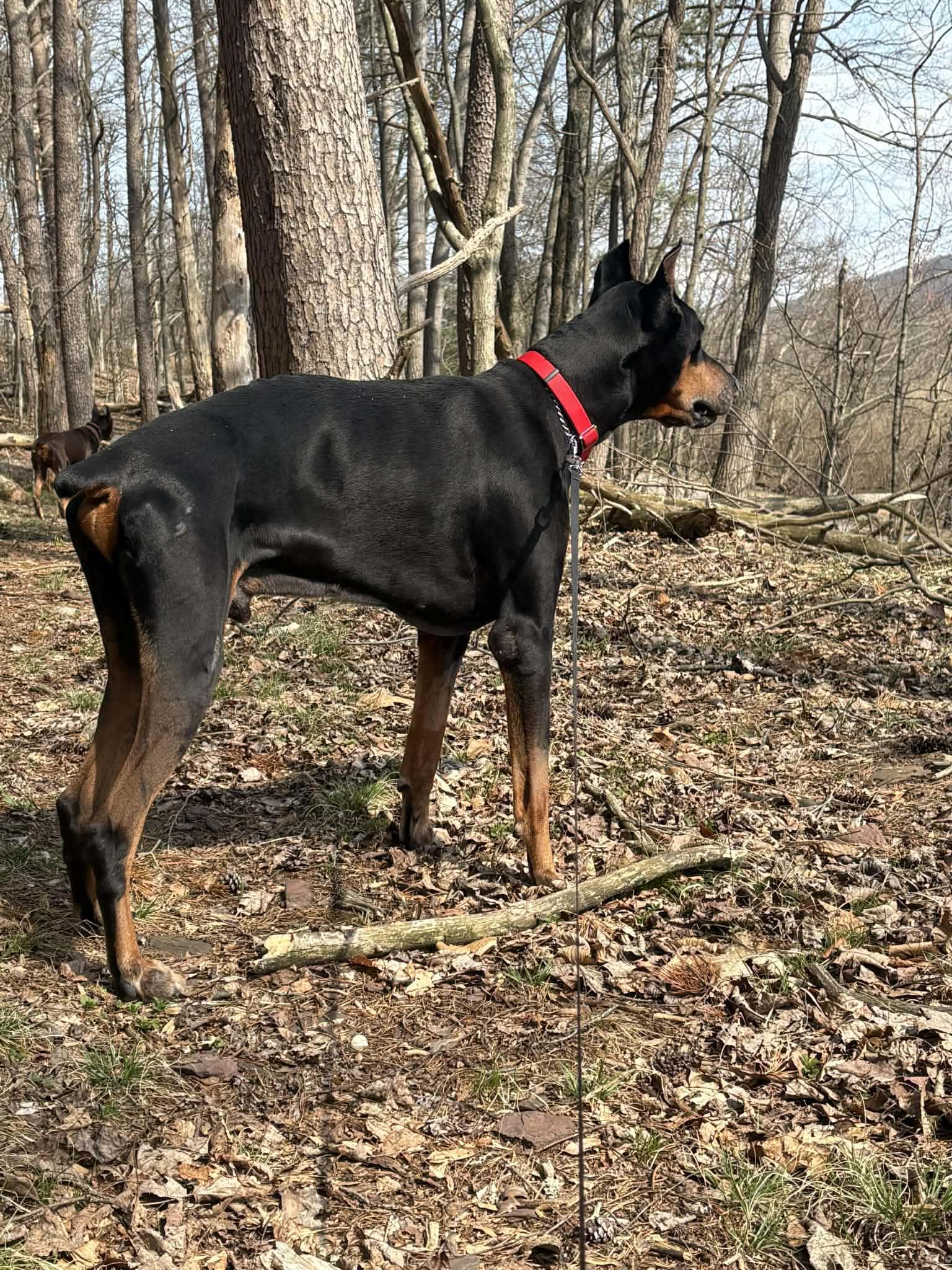 Enlarge Maverick, a ADOPTABLE Doberman Pinscher in Fleetwood, PA image 6/6