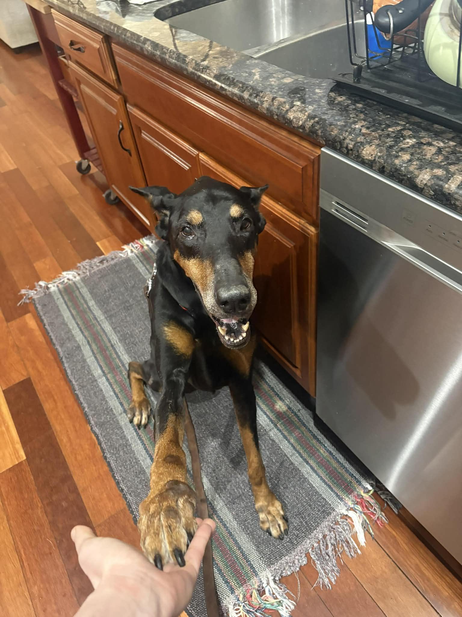 Maverick, a ADOPTABLE Doberman Pinscher in Fleetwood, PA image 3/5