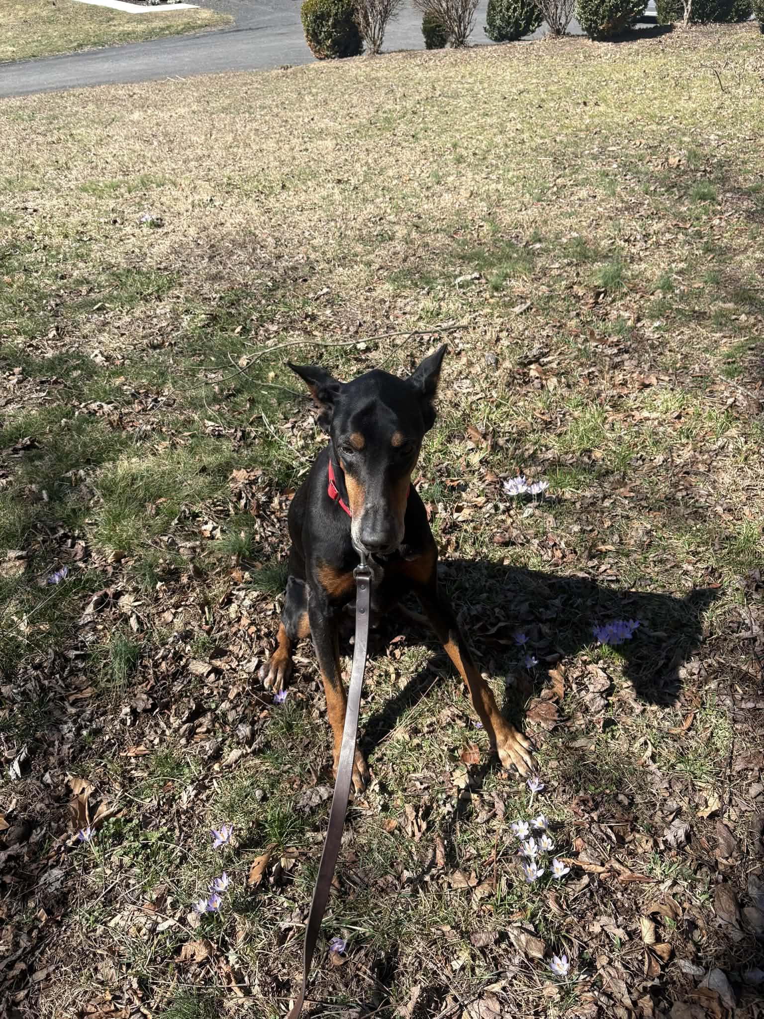 Maverick, a ADOPTABLE Doberman Pinscher in Fleetwood, PA image 2/5