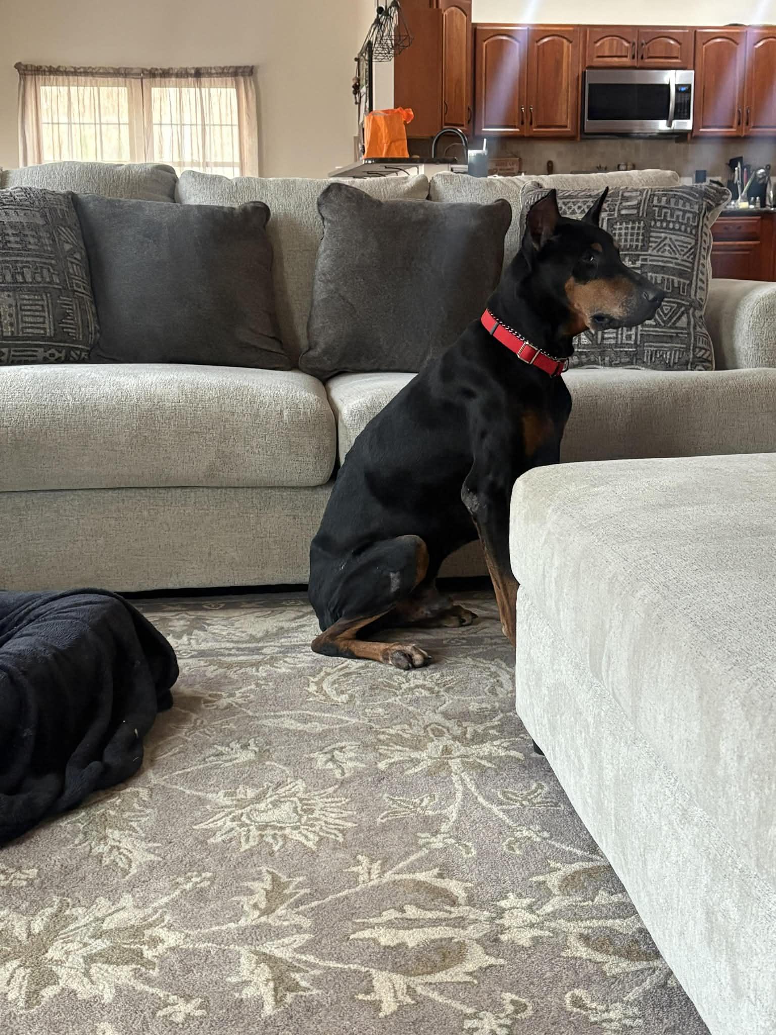 Maverick, a ADOPTABLE Doberman Pinscher in Fleetwood, PA image 1/5