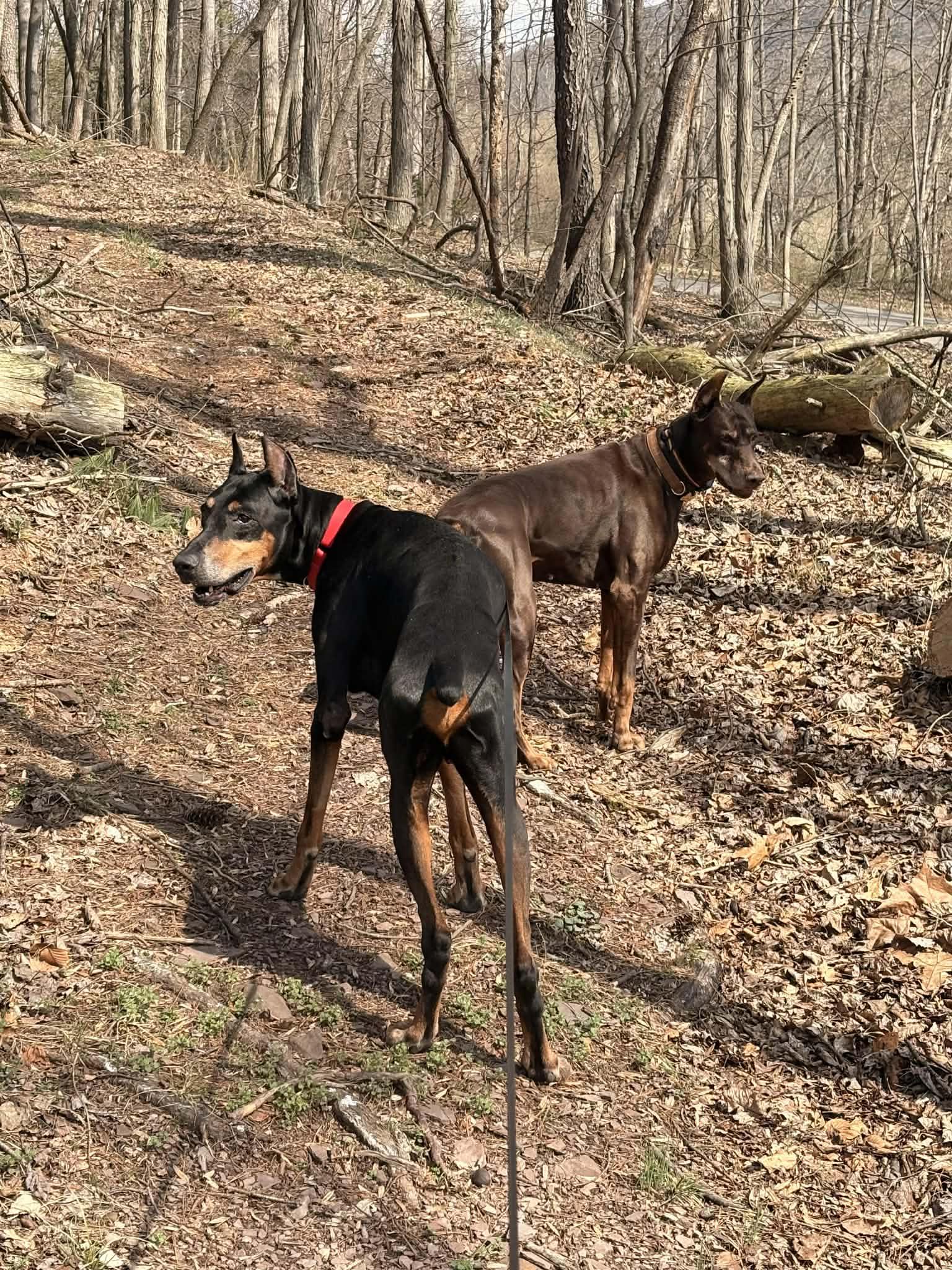 Enlarge Maverick, a ADOPTABLE Doberman Pinscher in Fleetwood, PA image 4/6