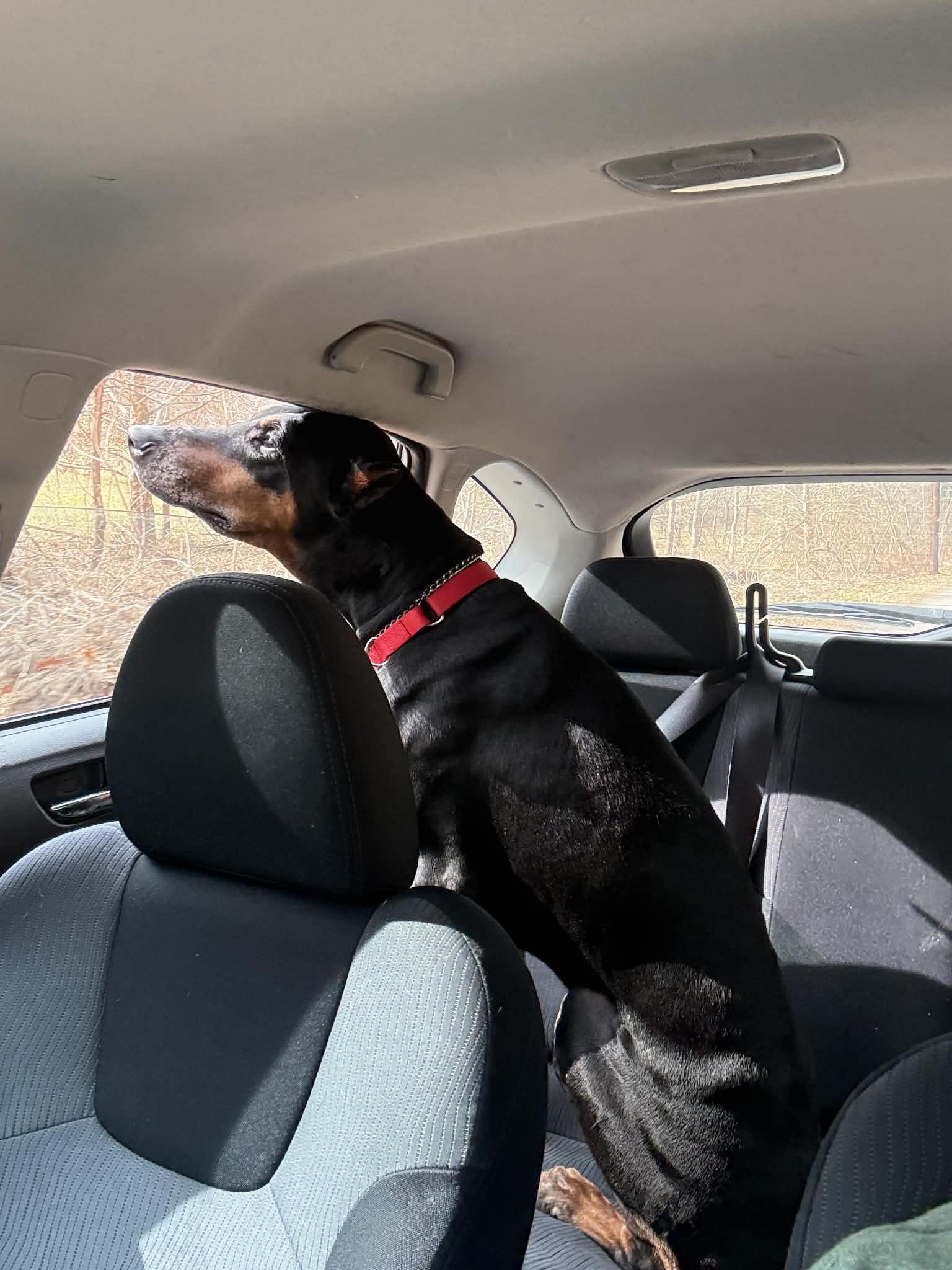 Maverick, a ADOPTABLE Doberman Pinscher in Fleetwood, PA image 5/5
