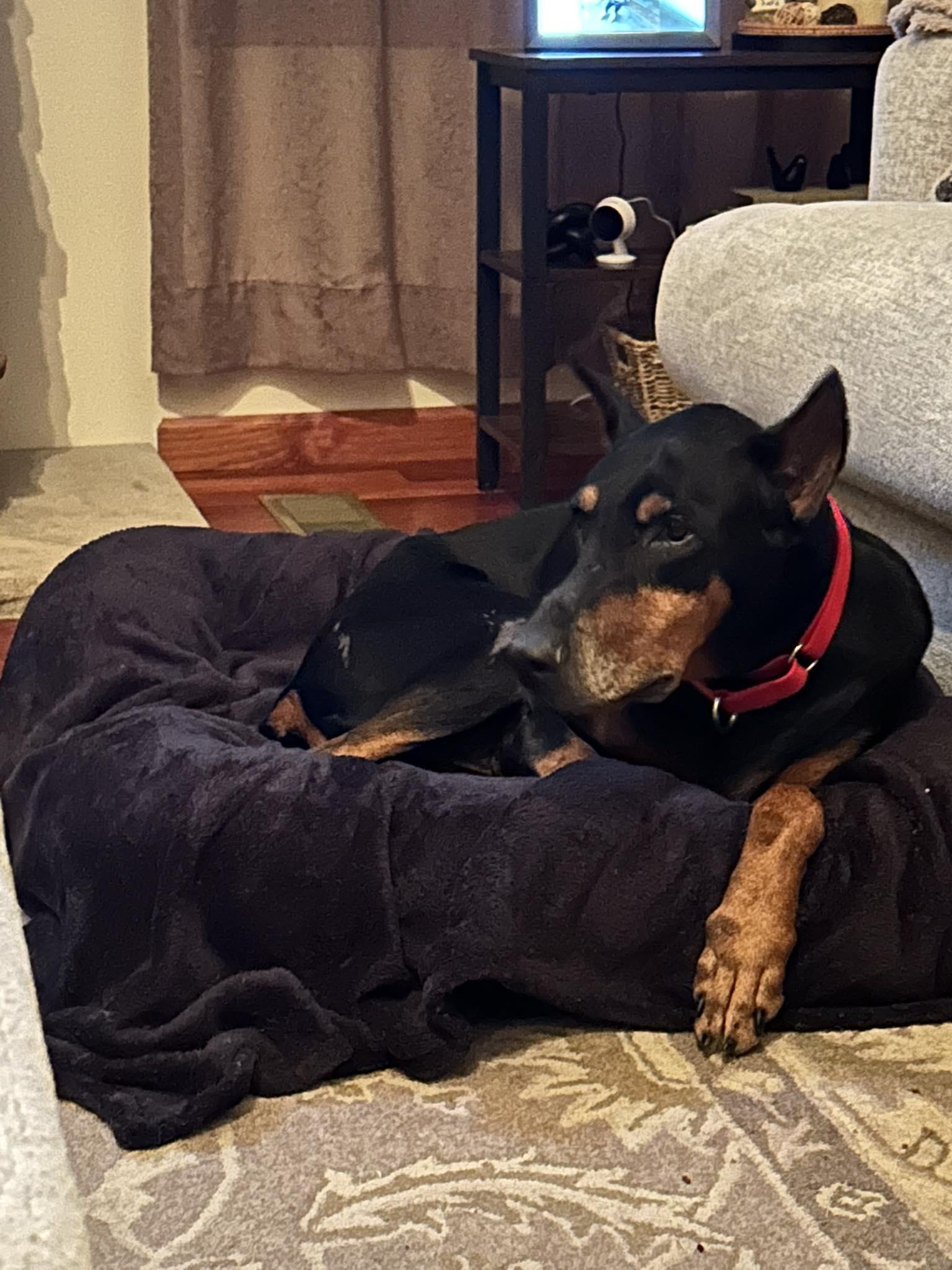 Maverick, a ADOPTABLE Doberman Pinscher in Fleetwood, PA image 4/5