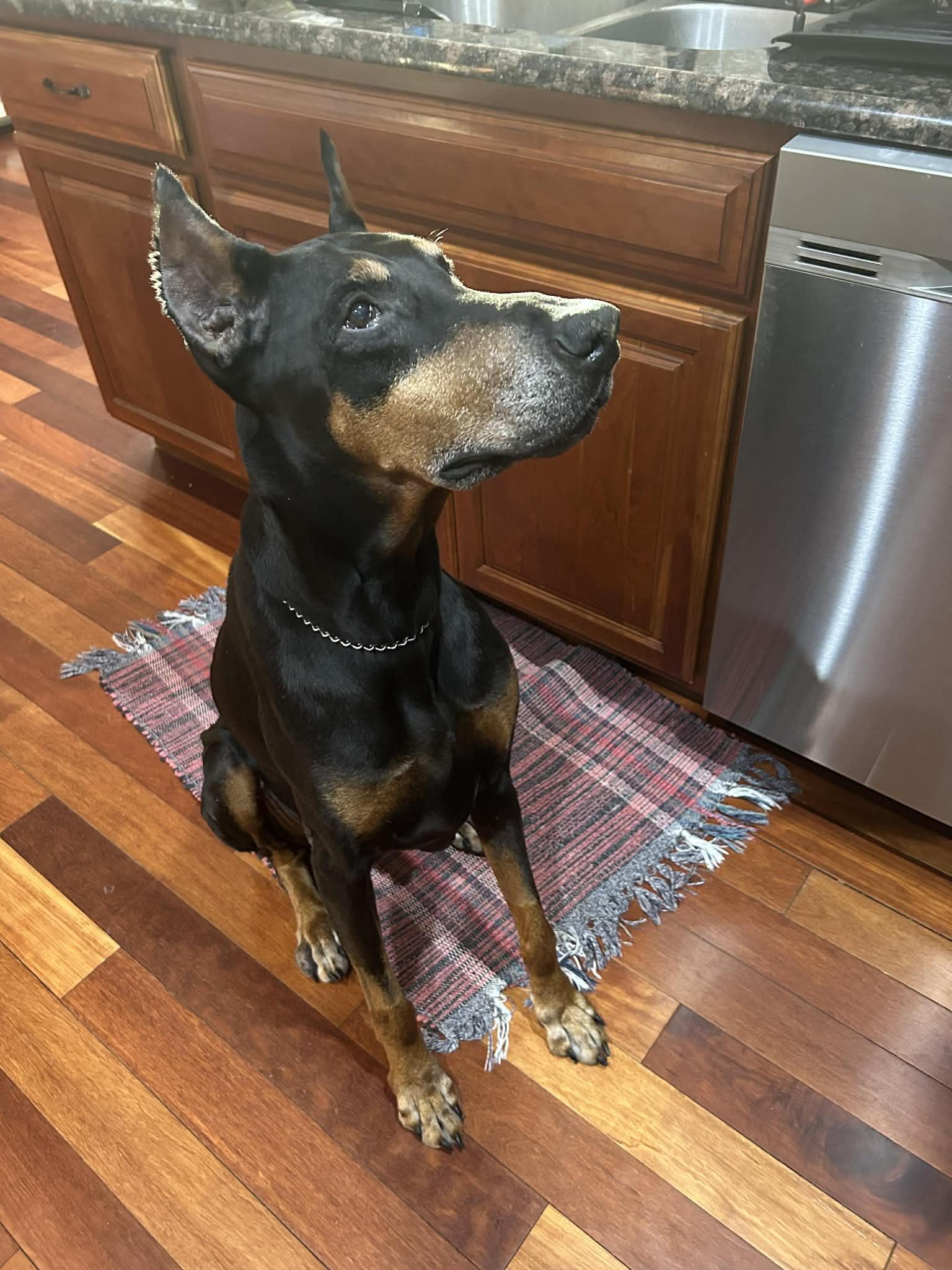 Maverick, ADOPTABLE, Senior Male Doberman Pinscher.