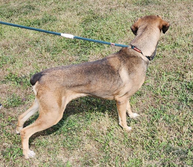 Mary Ann, a Adoptable mixed breed in Belvidere, IL image 2/6