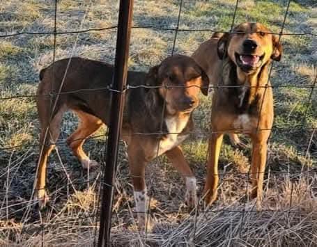 Mary Ann, a Adoptable mixed breed in Belvidere, IL image 3/6