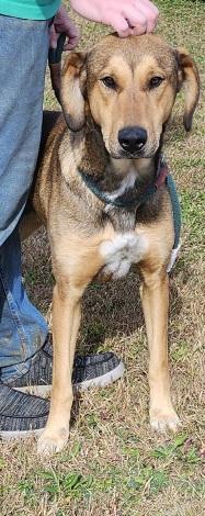 Mary Ann, a Adoptable mixed breed in Belvidere, IL image 4/6