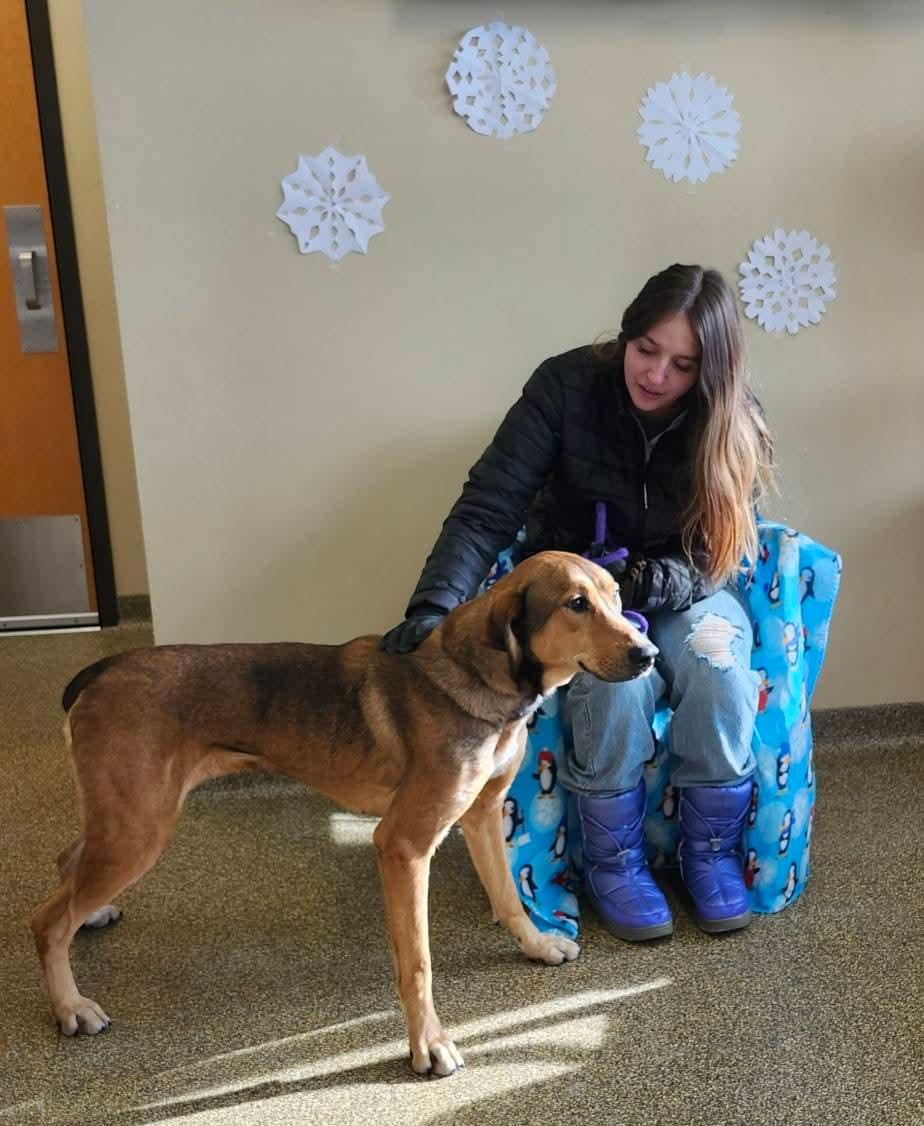 Mary Ann, a Adoptable mixed breed in Belvidere, IL image 1/5