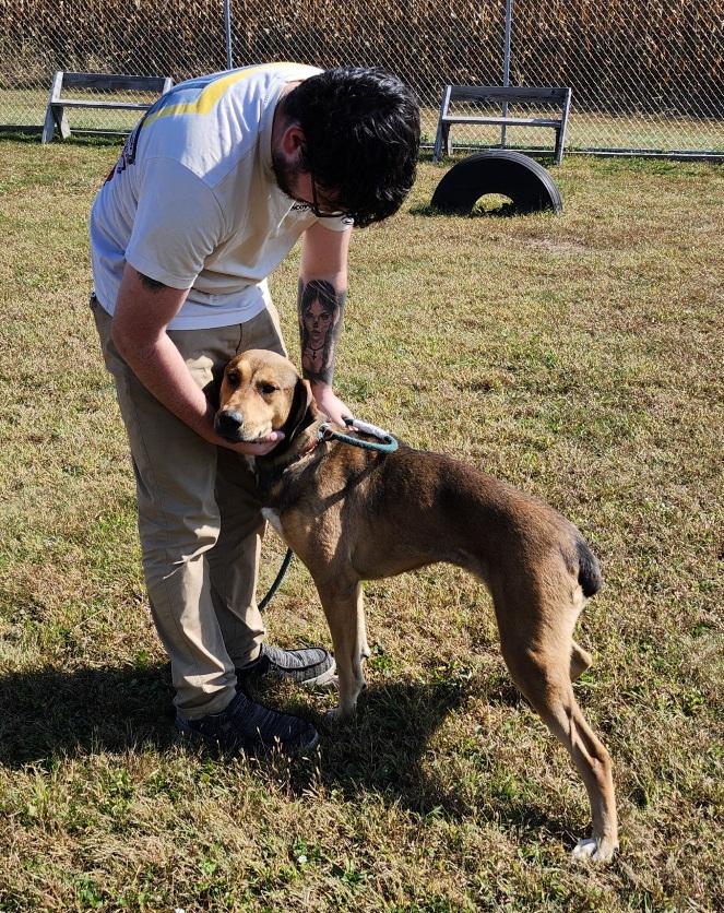 Mary Ann, a Adoptable mixed breed in Belvidere, IL image 5/6