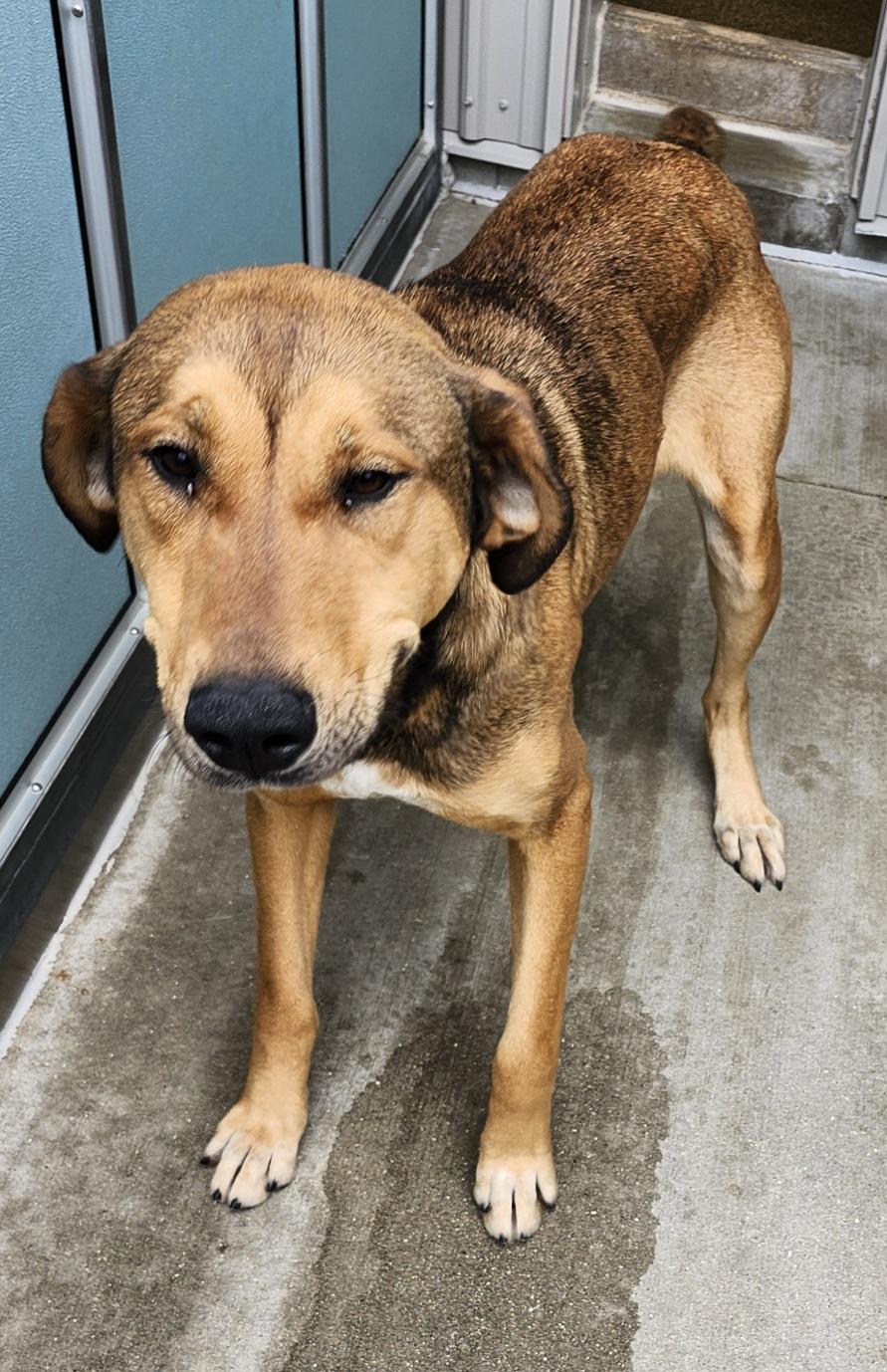 Mary Ann, a Adoptable mixed breed in Belvidere, IL image 6/6