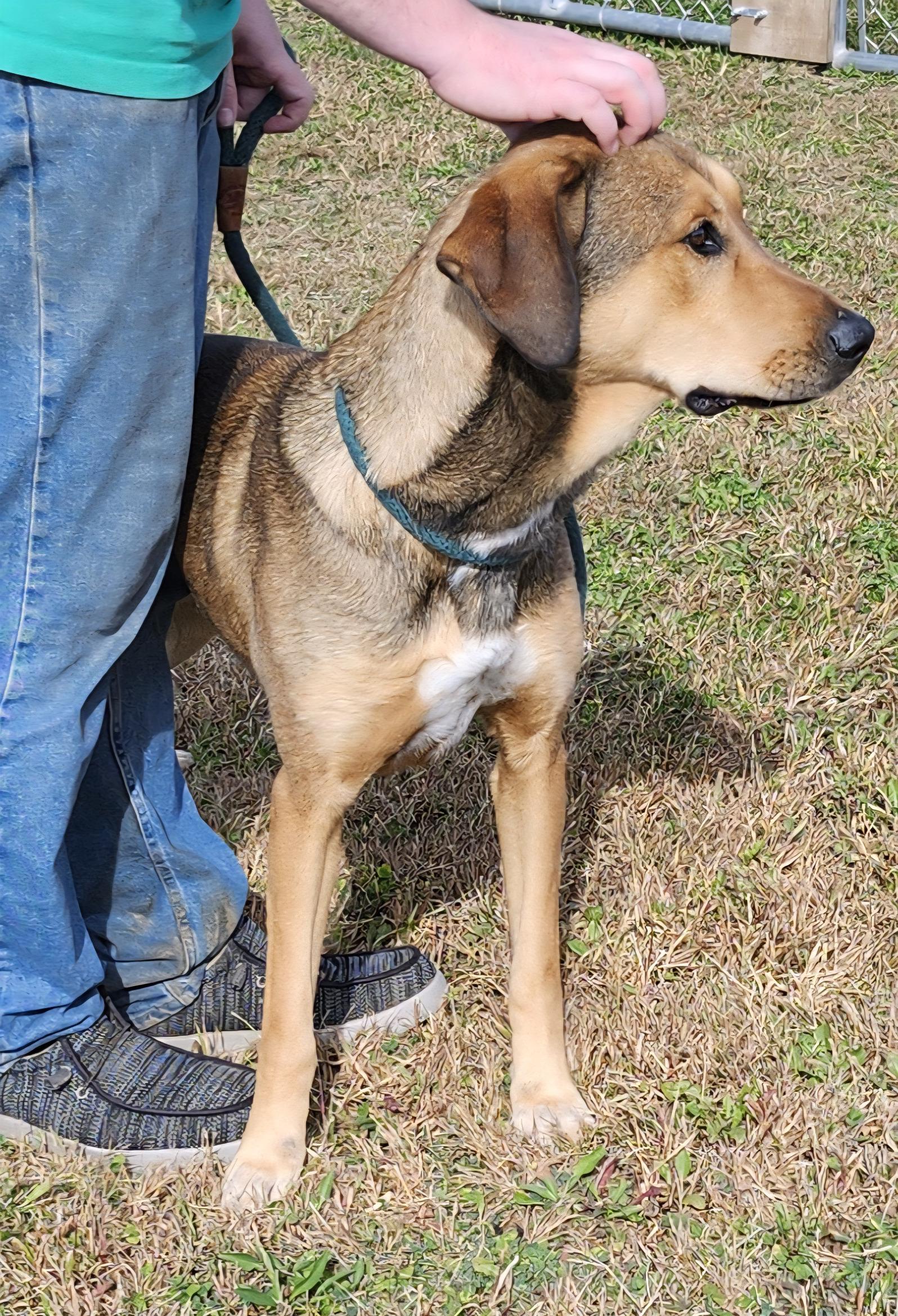 Mary Ann, Adoptable, Adult Female Hound & Doberman Pinscher.