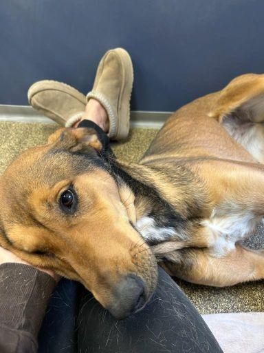 Mary Ann, a Adoptable mixed breed in Belvidere, IL image 2/5