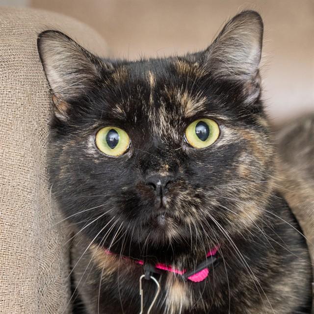 Enlarge MYA, a Adoptable Domestic Short Hair in Saint Louis, MO image 1/1