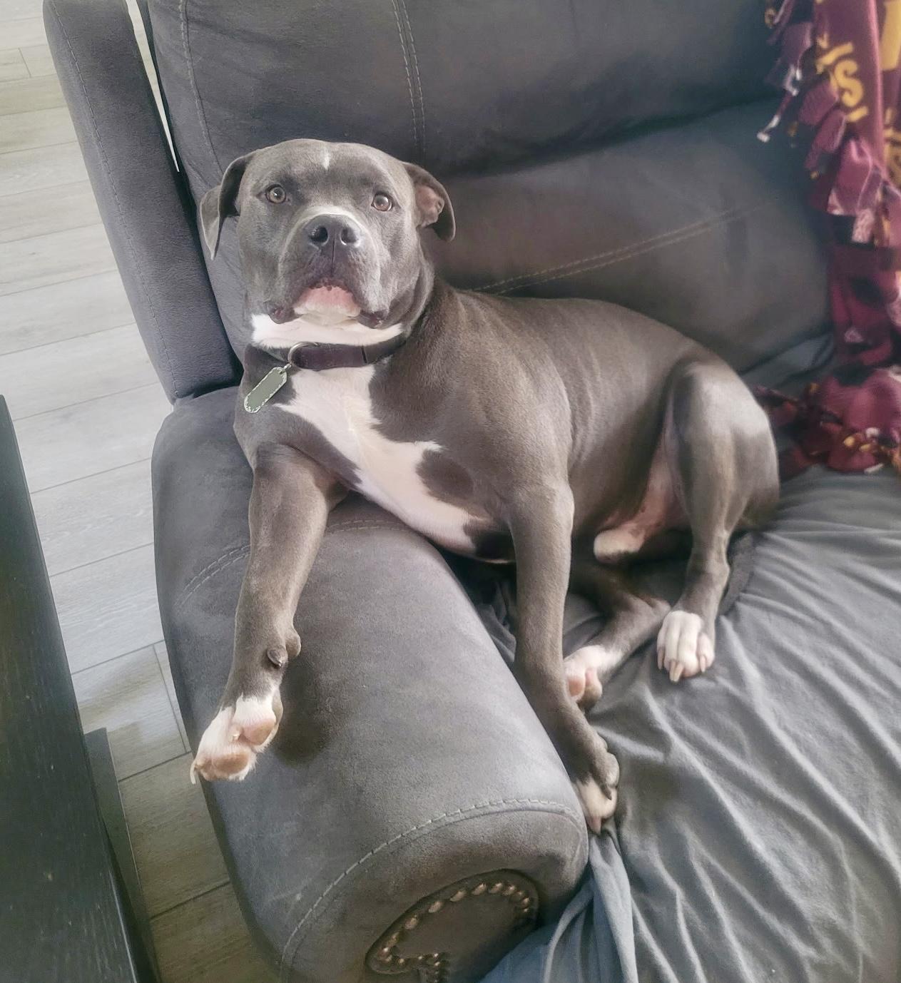 Enlarge Max, a Adoptable mixed breed in Rochester, NY image 6/6