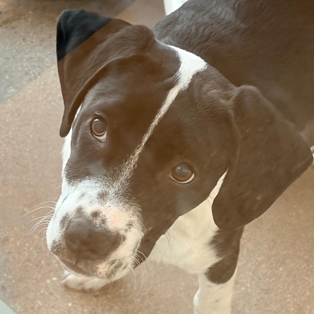 Ella Grace, Adoptable, Puppy Female Mixed Breed.