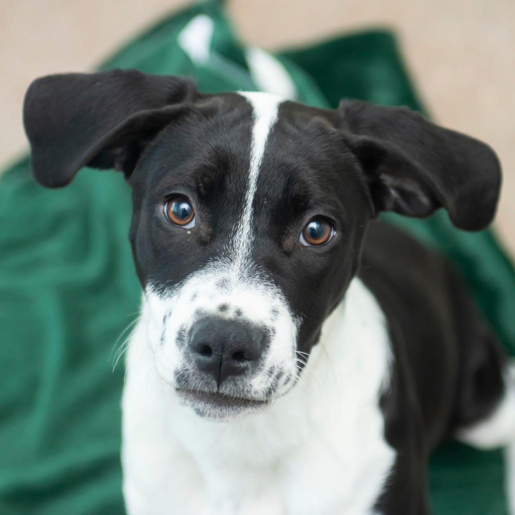 Ella Grace, Adoptable, Puppy Female Mixed Breed.