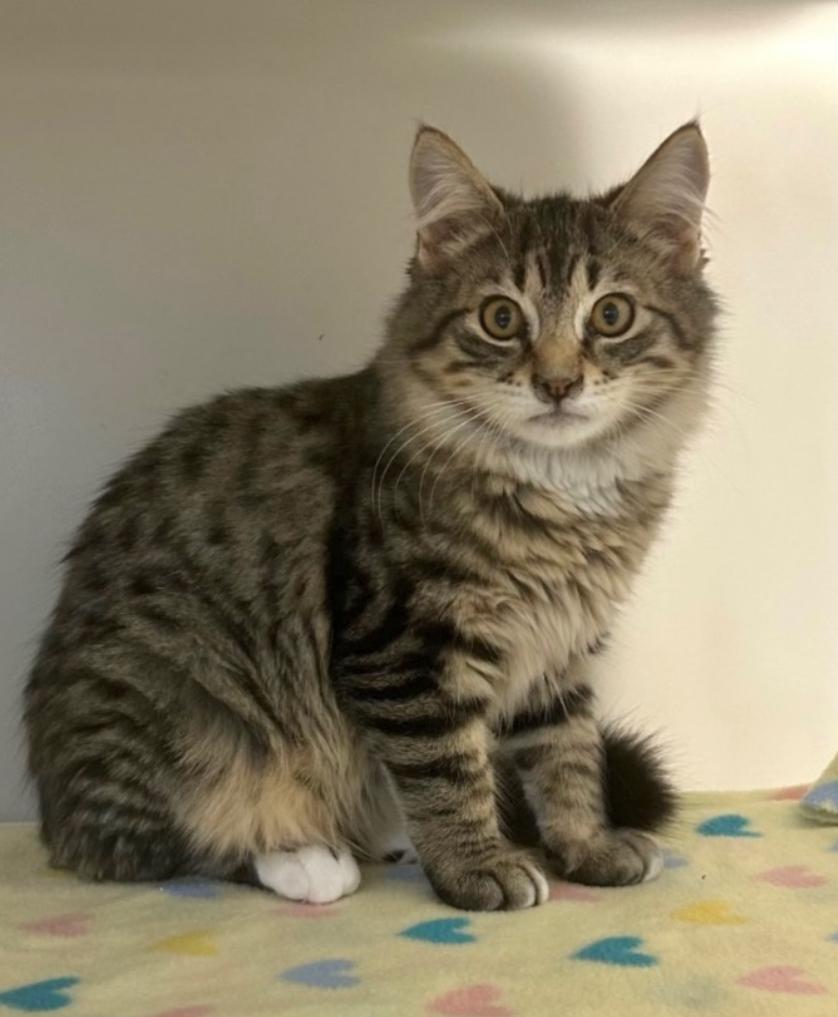 Spice, Adoptable, Kitten Male Domestic Long Hair.