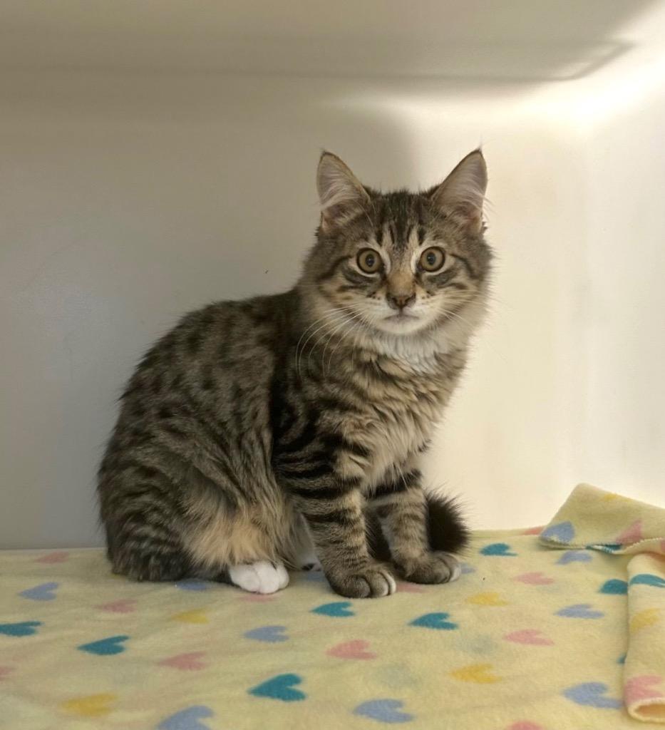 Spice, Adoptable, Kitten Male Domestic Long Hair.