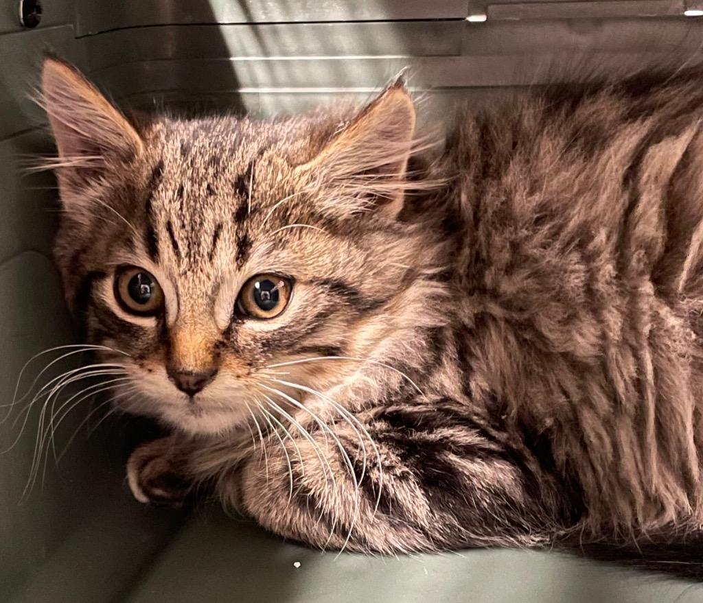 Spice, Adoptable, Kitten Male Domestic Long Hair.