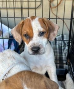 Enlarge Bobbie, a ADOPTABLE Beagle in Longwood, FL image 4/4