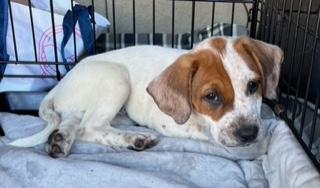 Enlarge Bobbie, a ADOPTABLE Beagle in Longwood, FL image 1/4