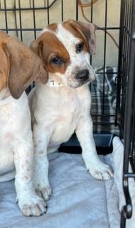 Enlarge Bobbie, a ADOPTABLE Beagle in Longwood, FL image 3/4